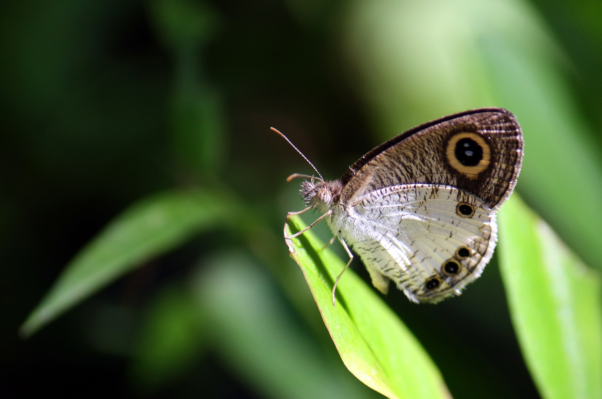 White Fourring (Ypthima ceylonica)