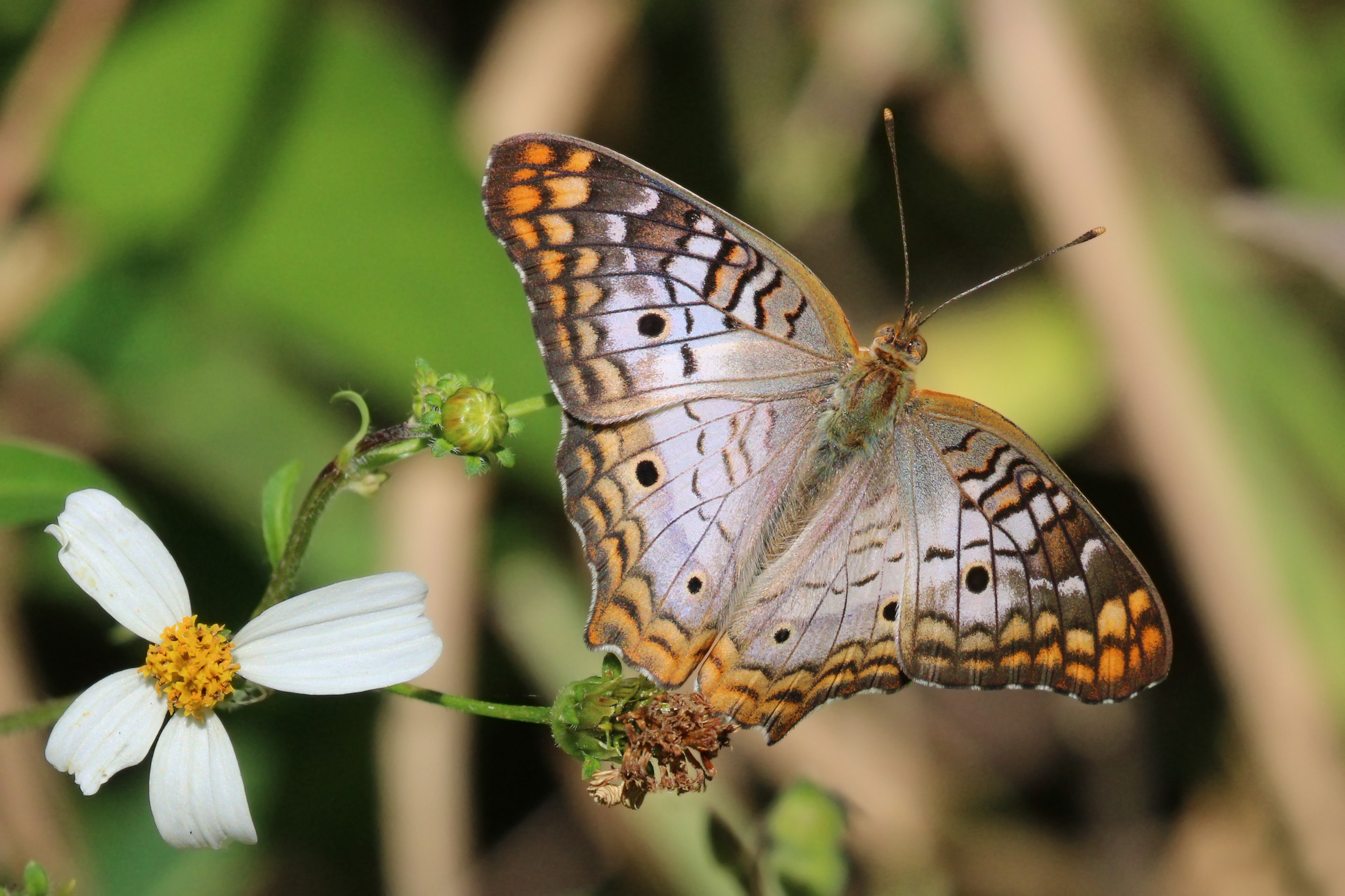 White peacock (Anartia jatrophae guantanamo)