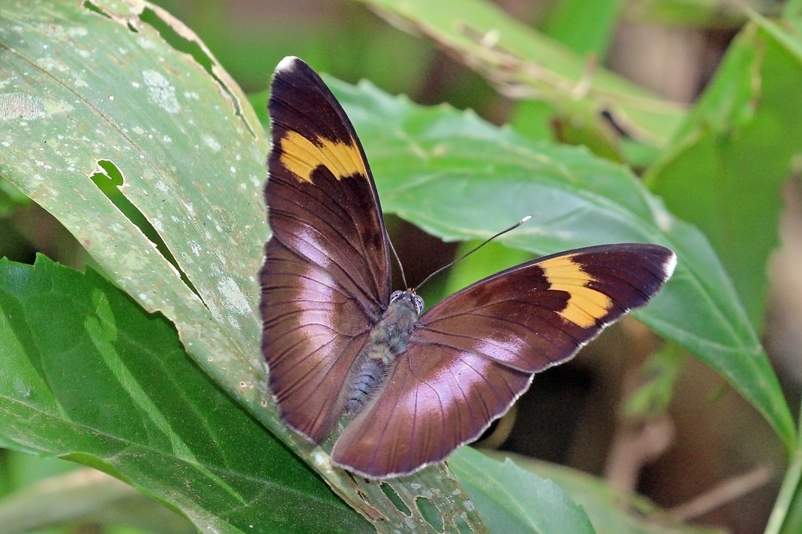 Widespread forester (Euphaedra medon medon) female