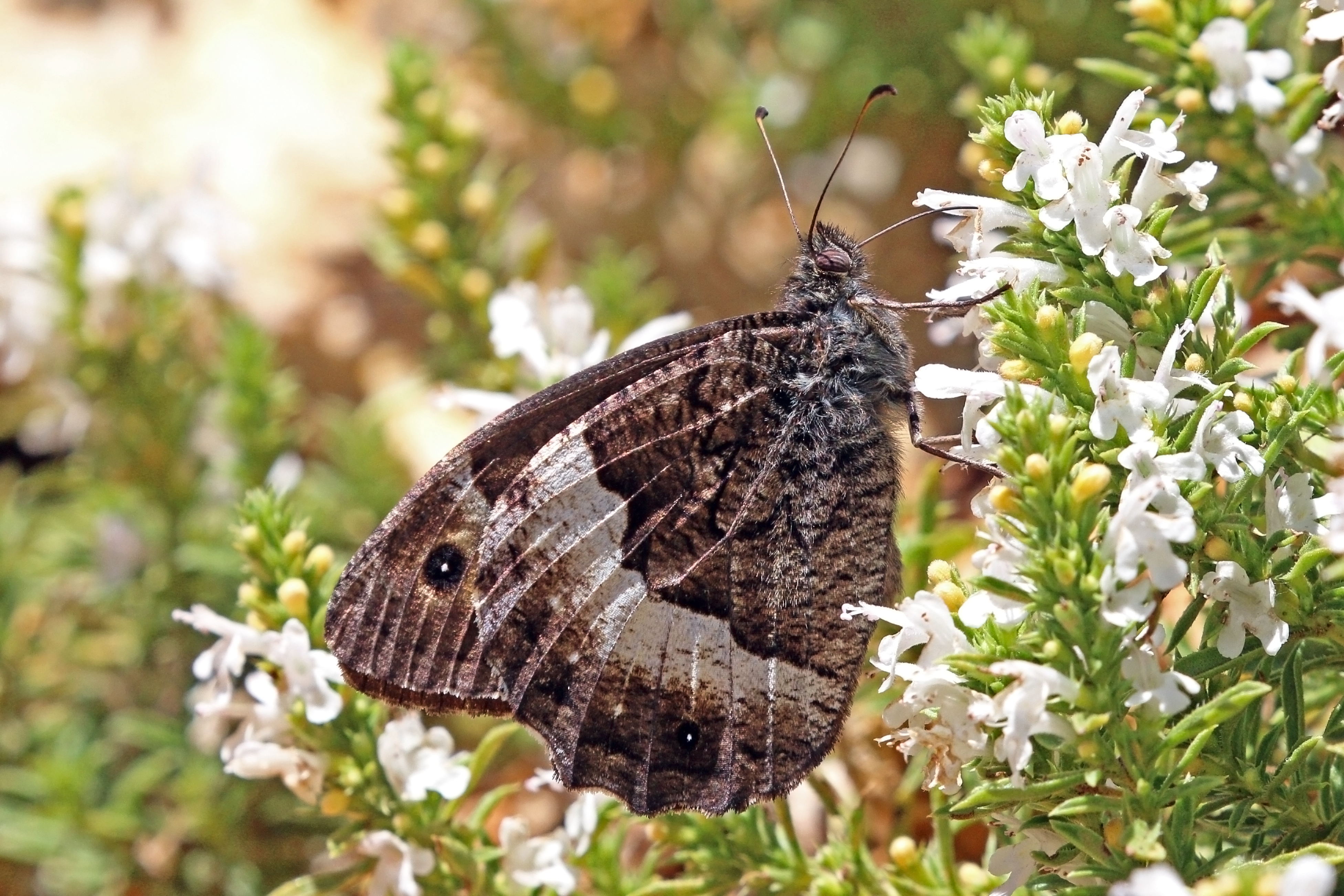 Woodland grayling (Hipparchia fagi) male Macedonia