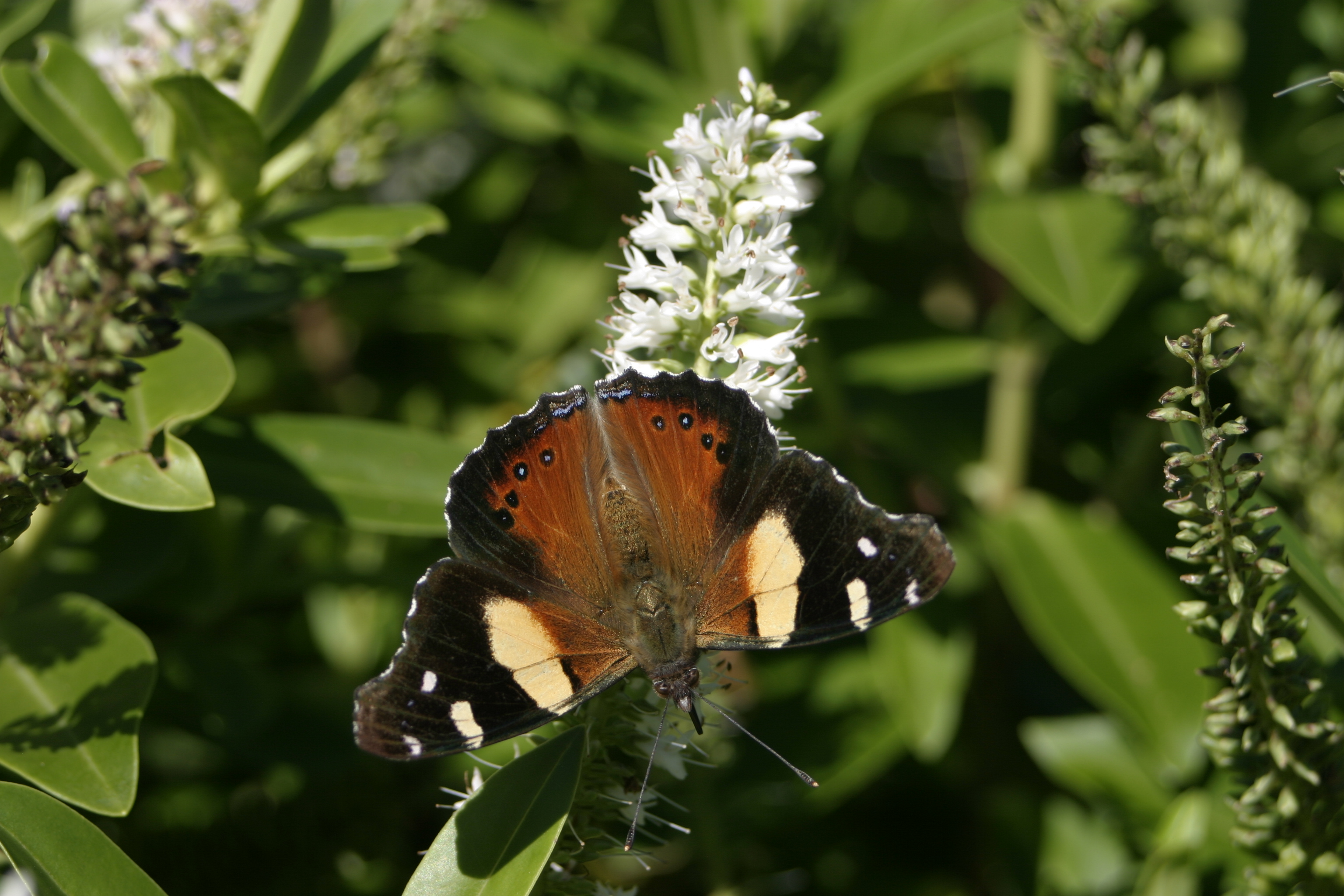 Yellow Admiral 04