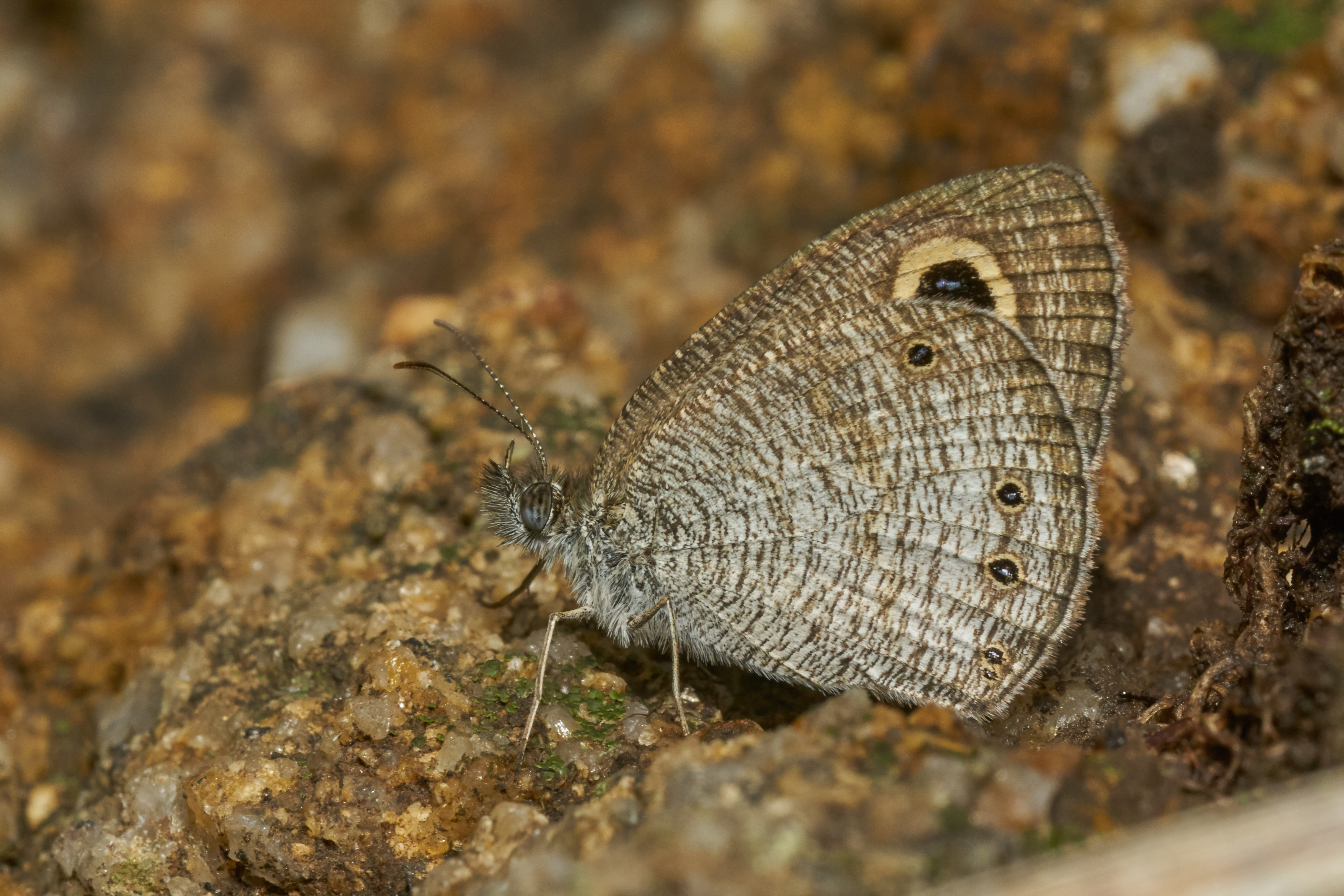 Ypthima huebneri-Thekkady-2016-12-02-002