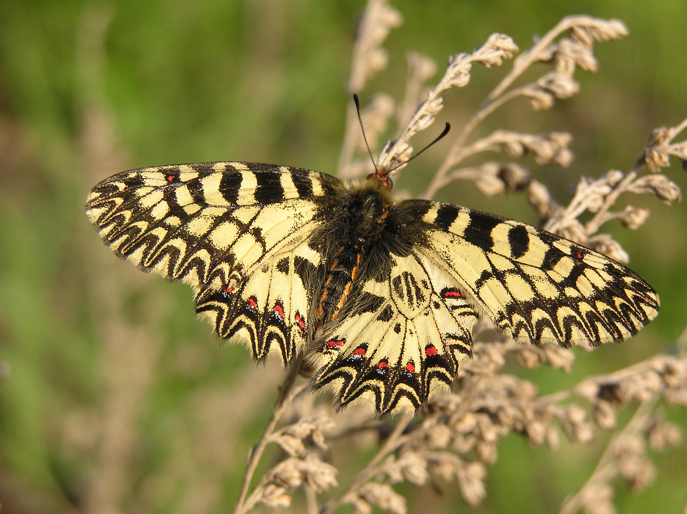 Zerynthia polyxena Russia