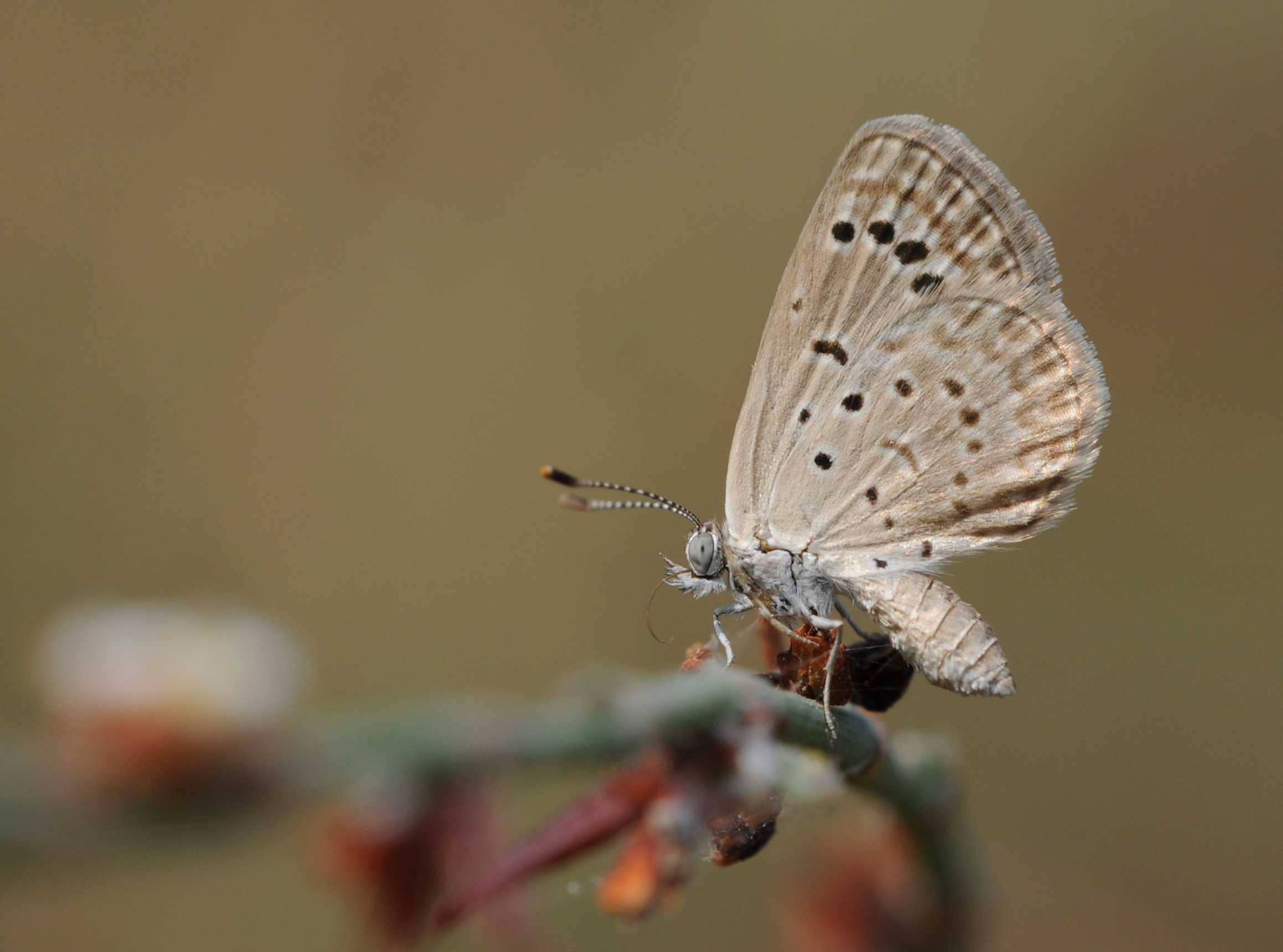 Zizeeria karsandra 02