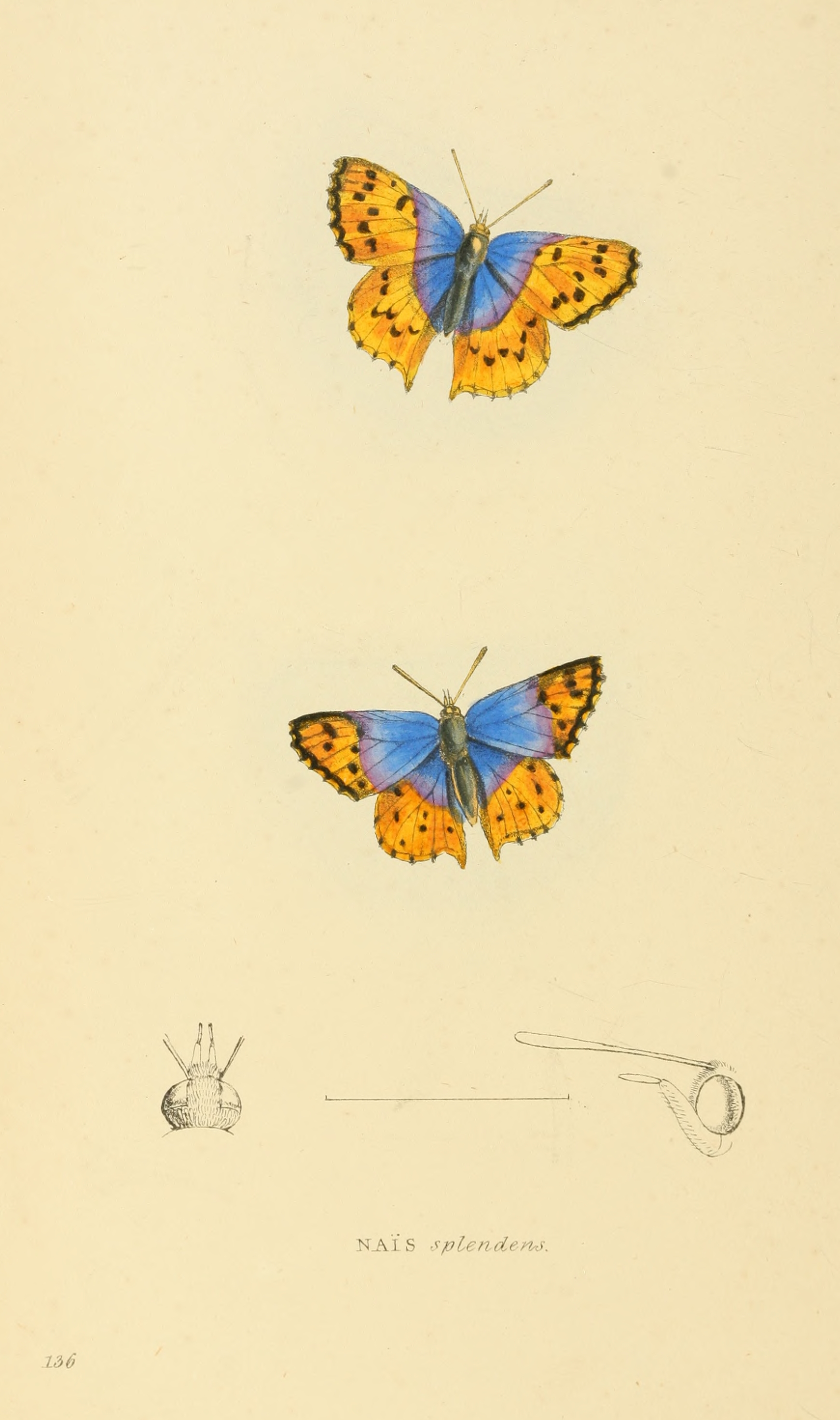 Zoological Illustrations Volume III Series 2 136
