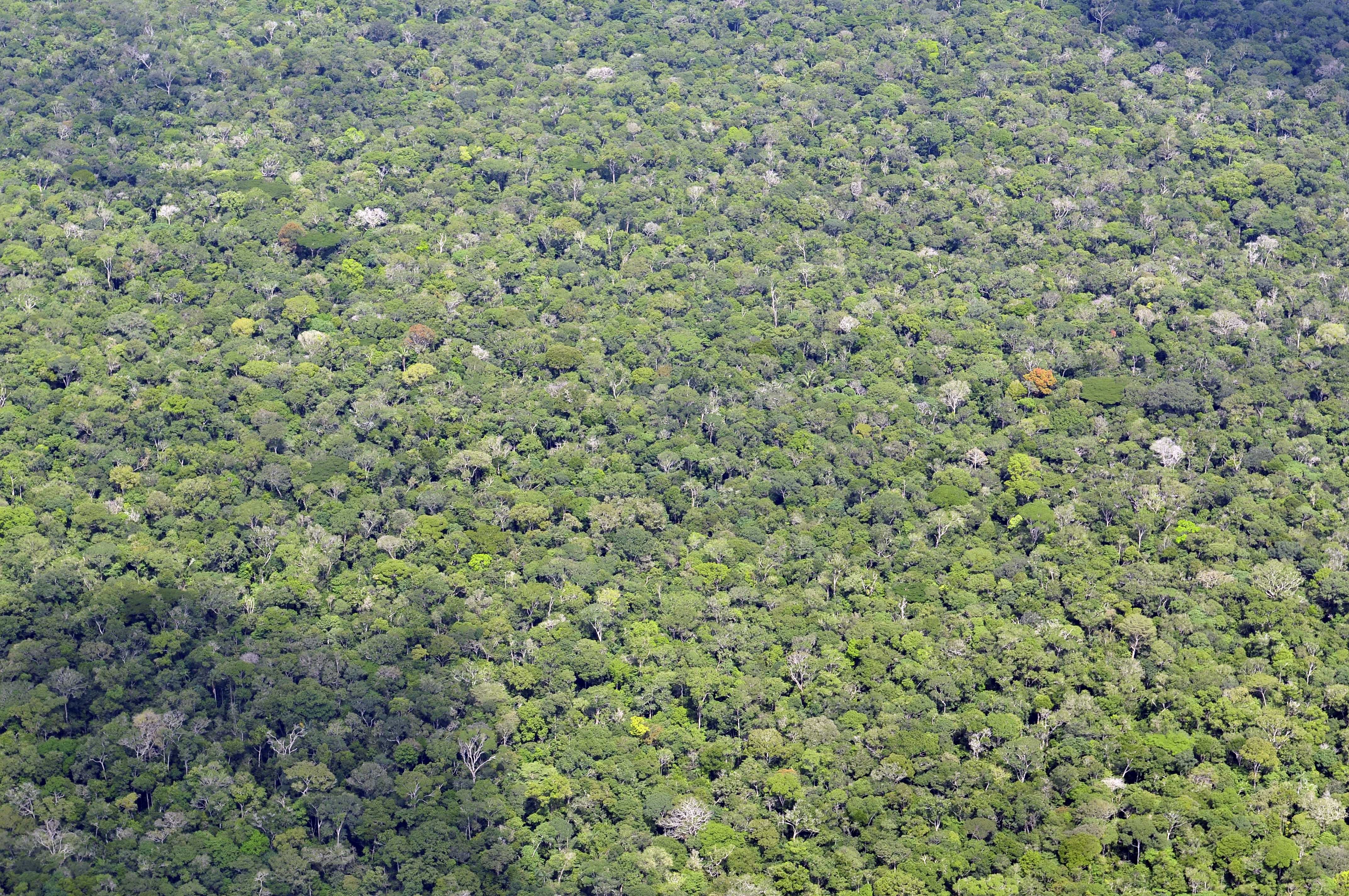 Brazilian Amazon