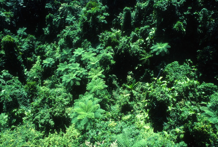 CSIRO ScienceImage 1371 Rainforest Canopy
