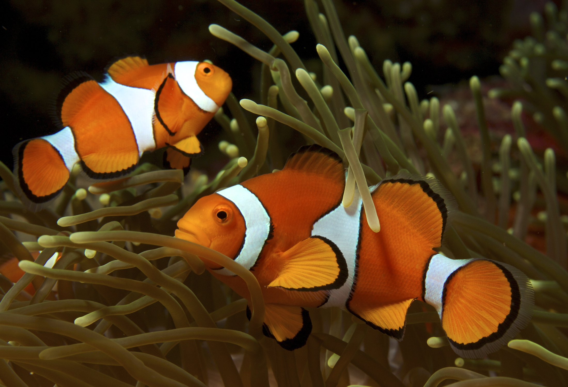 Amphiprion ocellaris (Clown anemonefish) PNG by Nick Hobgood