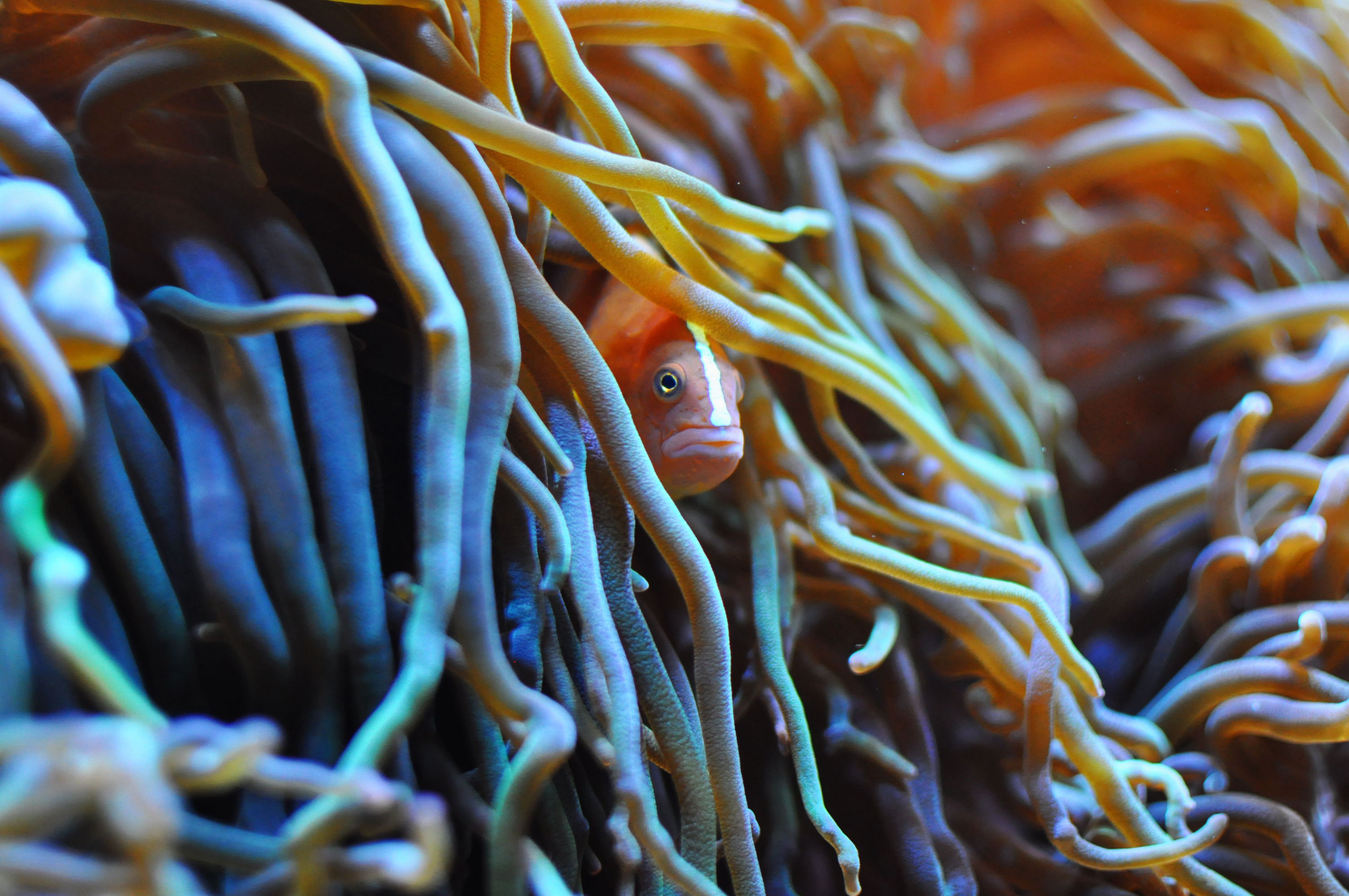 Amphiprion sandaracinos on Heteractis crispa