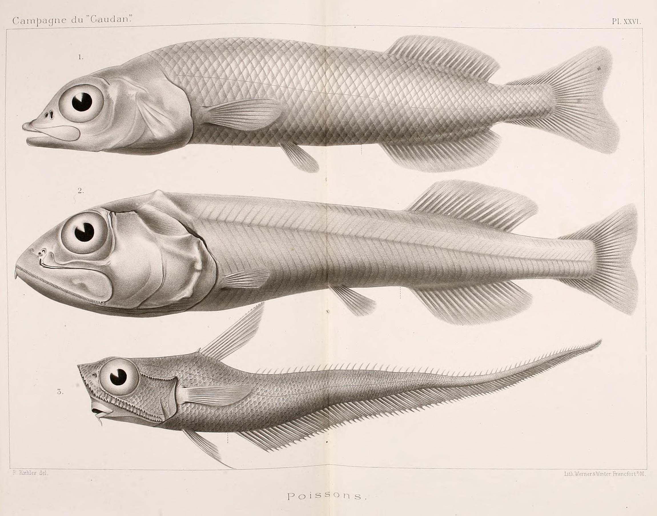 Annales de l'Université de Lyon (Pl. XXVI) BHL42102523