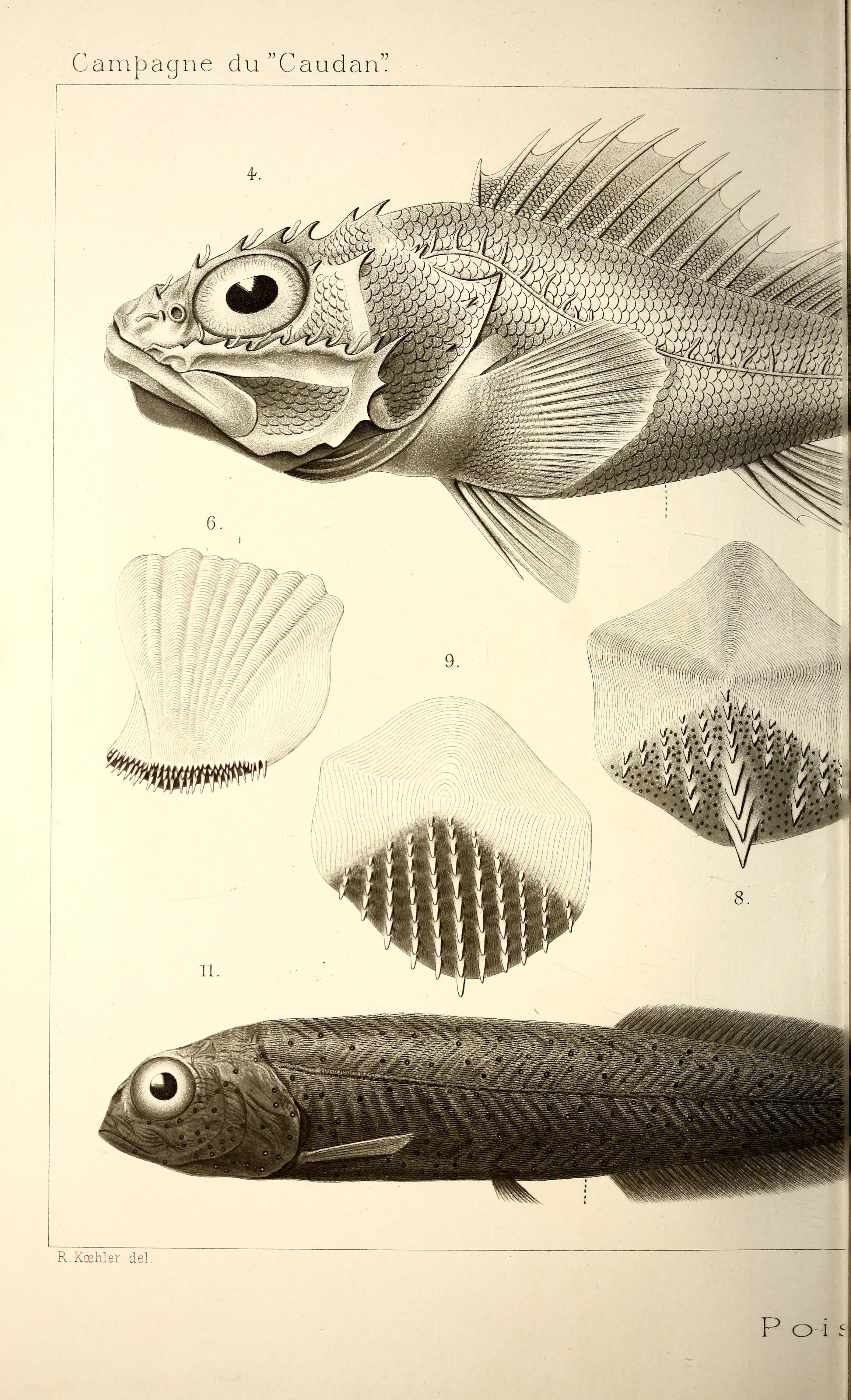 Annales de l'Université de Lyon (Pl. XXVII) BHL42102526