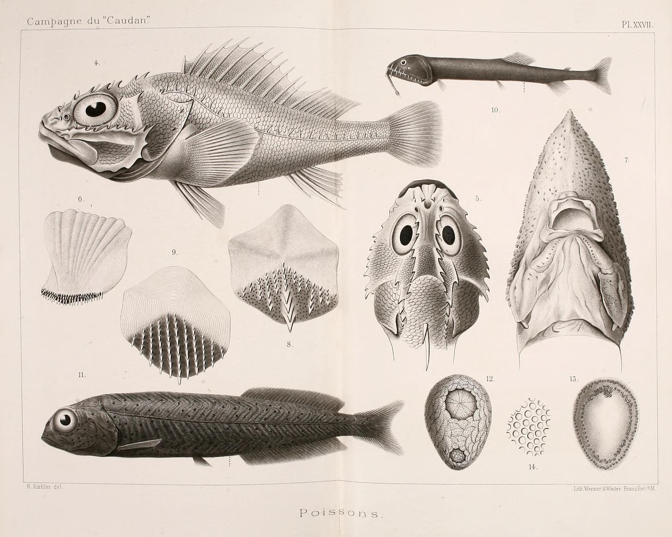 Annales de l'Université de Lyon (Pl. XXVII) BHL42102529