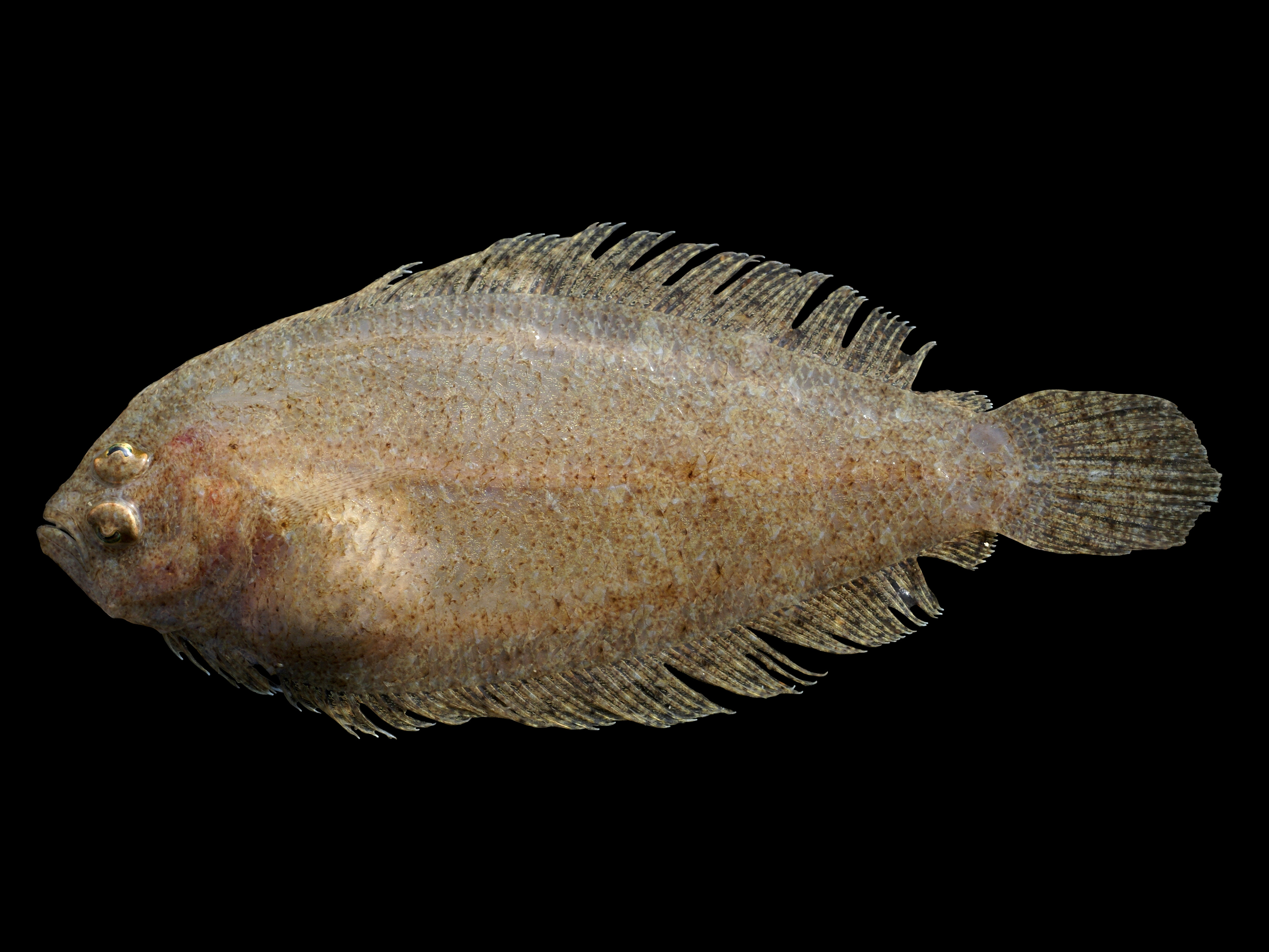 Arnoglossus laterna 2