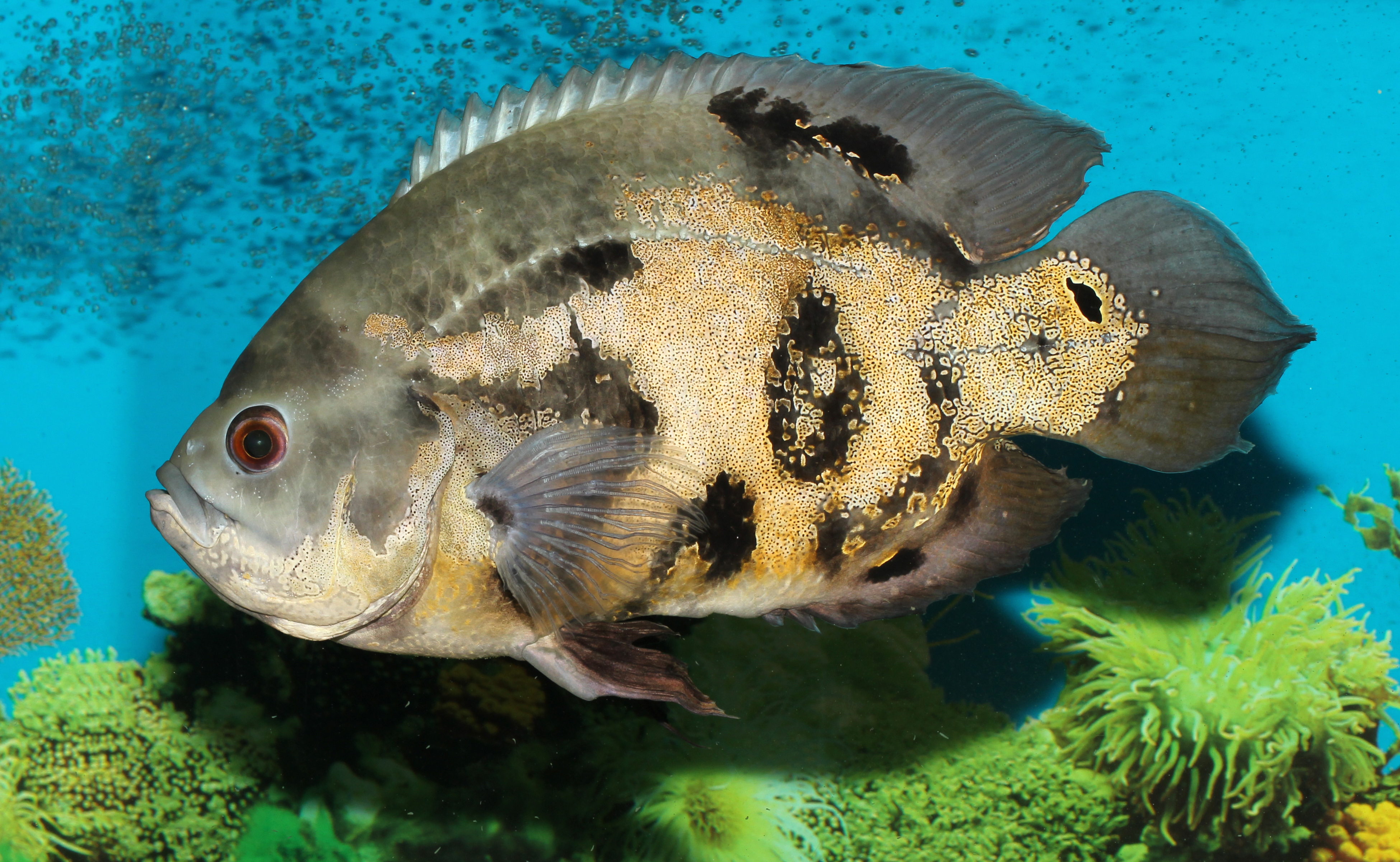 Astronotus ocellatus 2015 G1