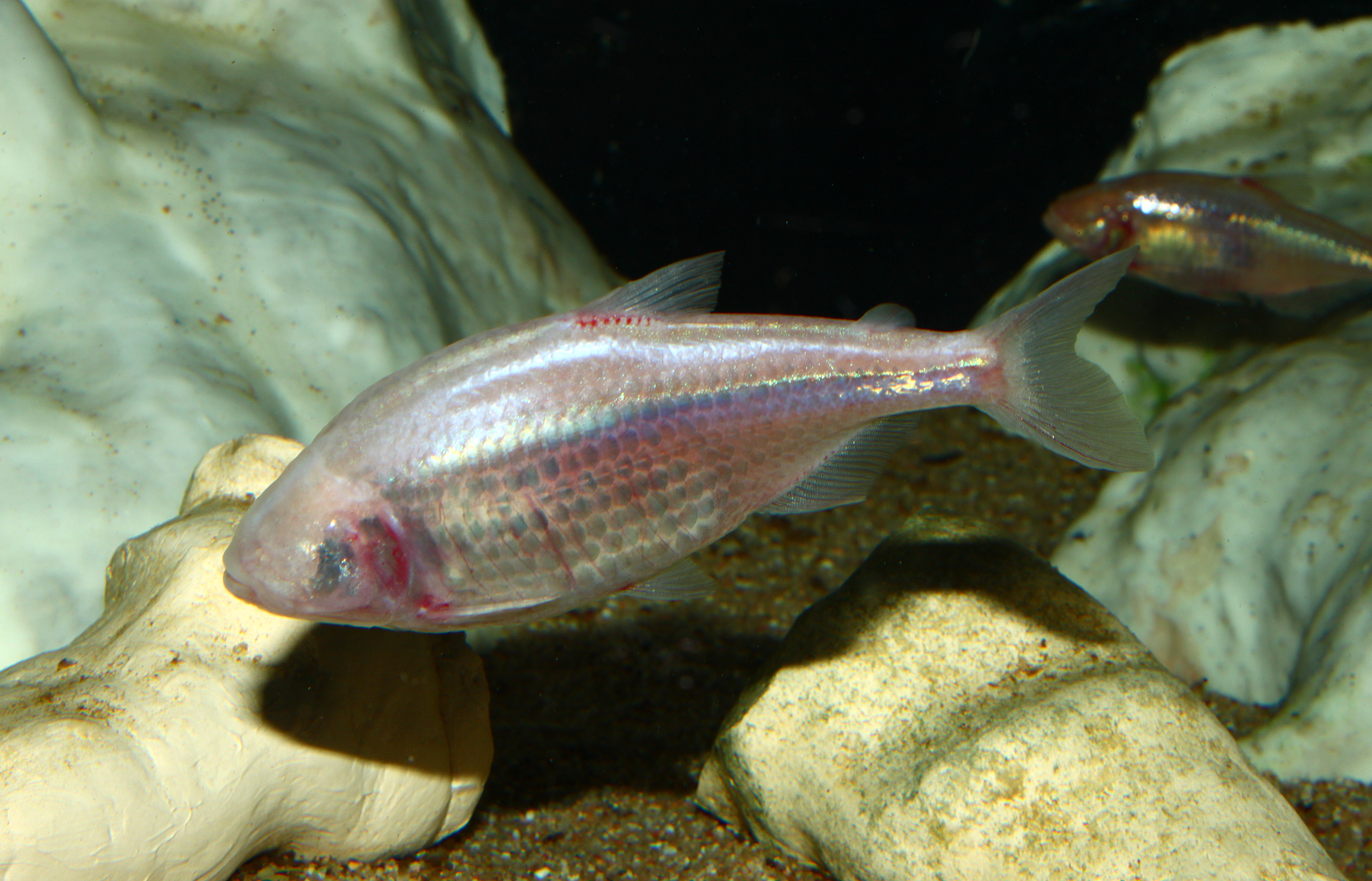 Astyanax mexicanus 01