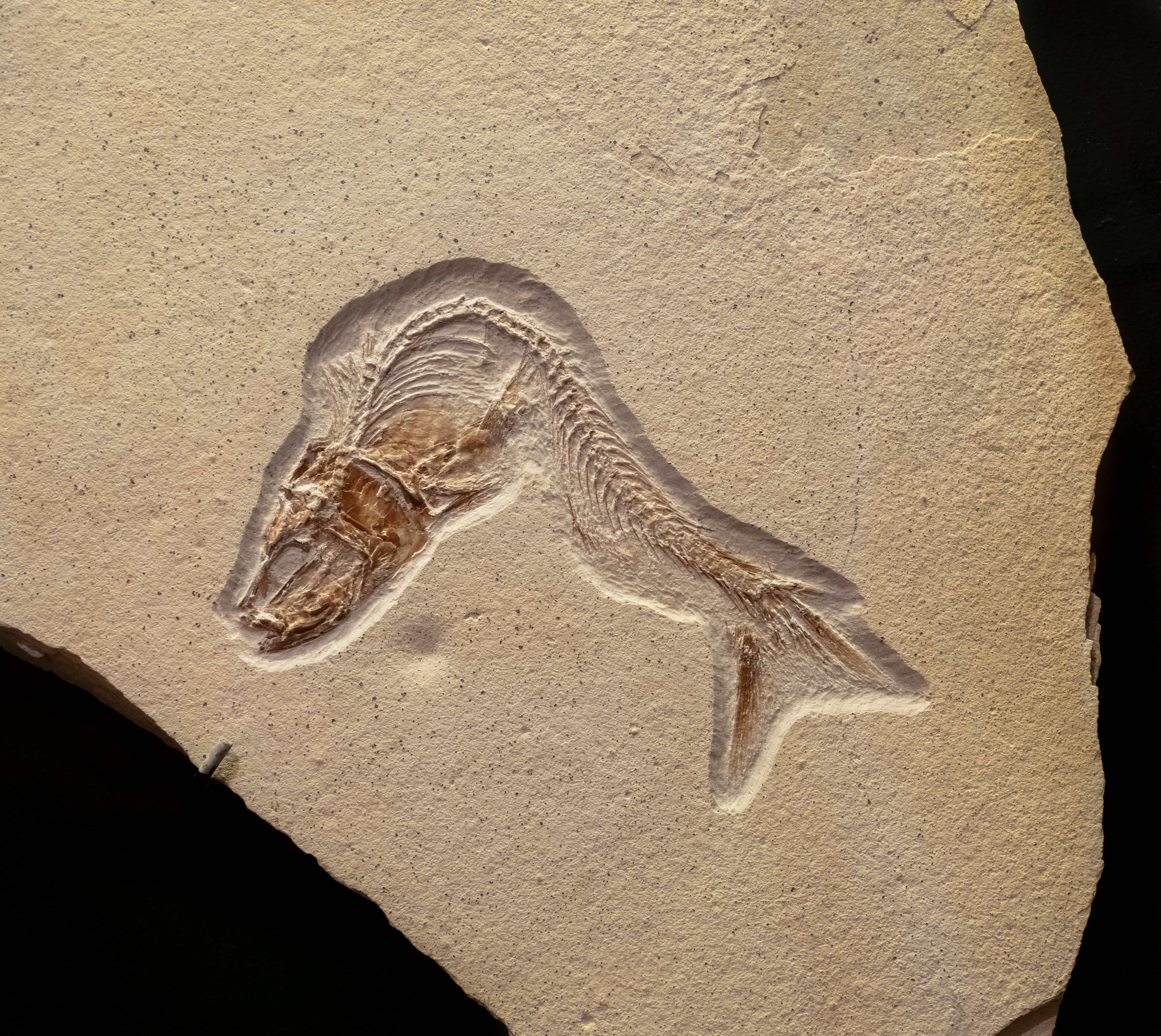 Bamberg Naturkundemuseum Tharsis sp.A 8148669