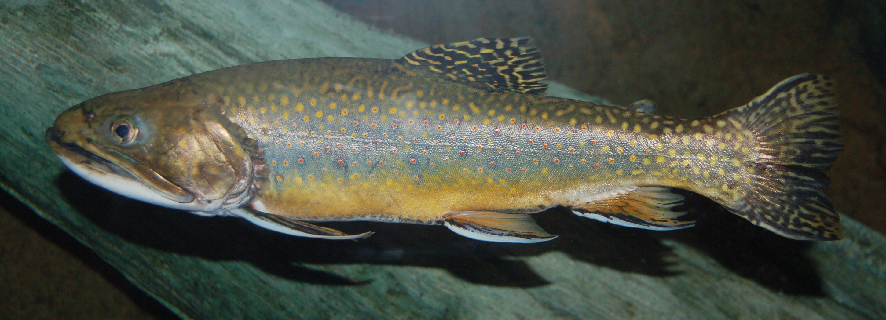 Brook Trout Salvelinus fontinalis 2900px