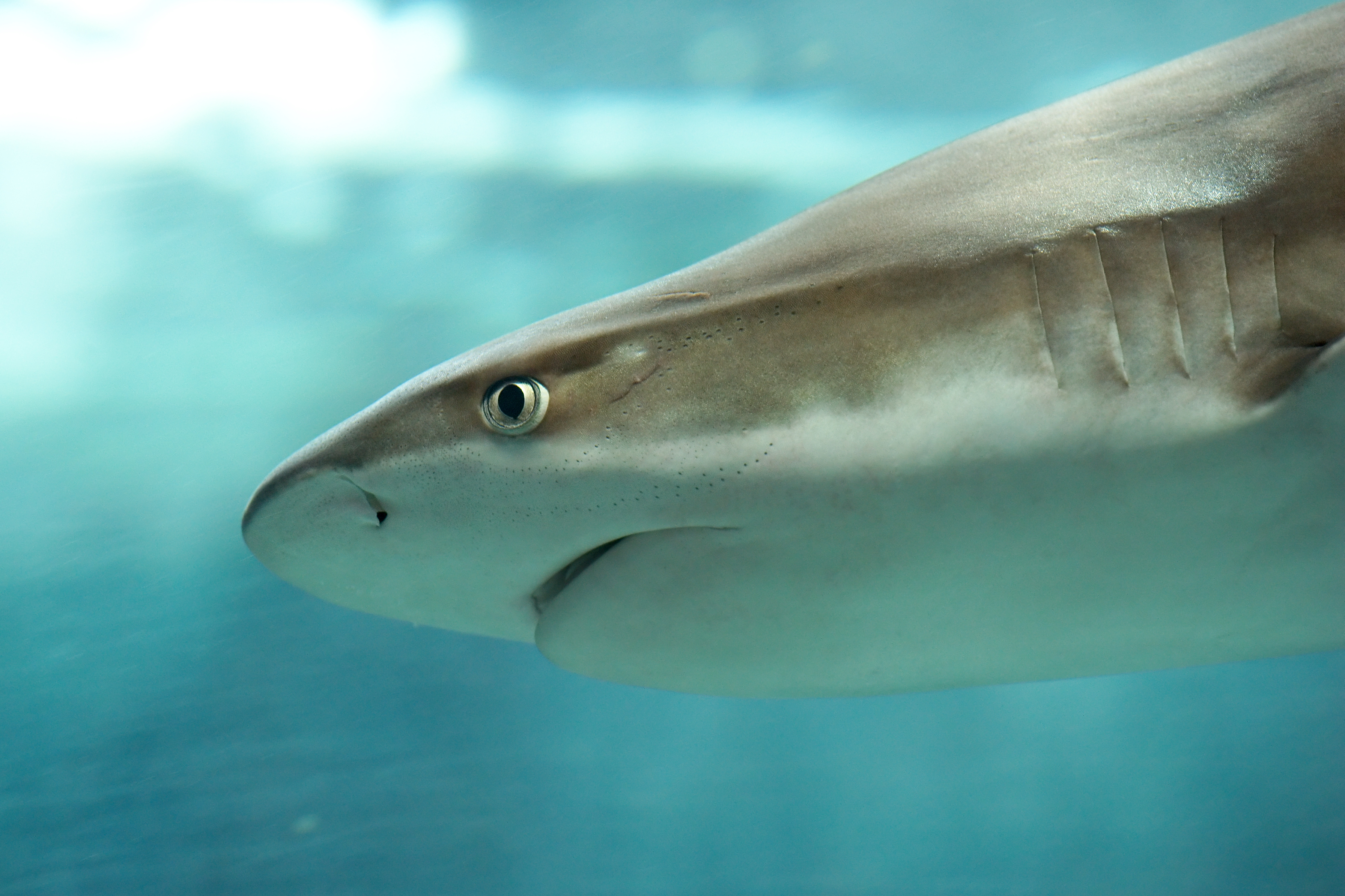 Carcharhinus melanopterus Luc Viatour
