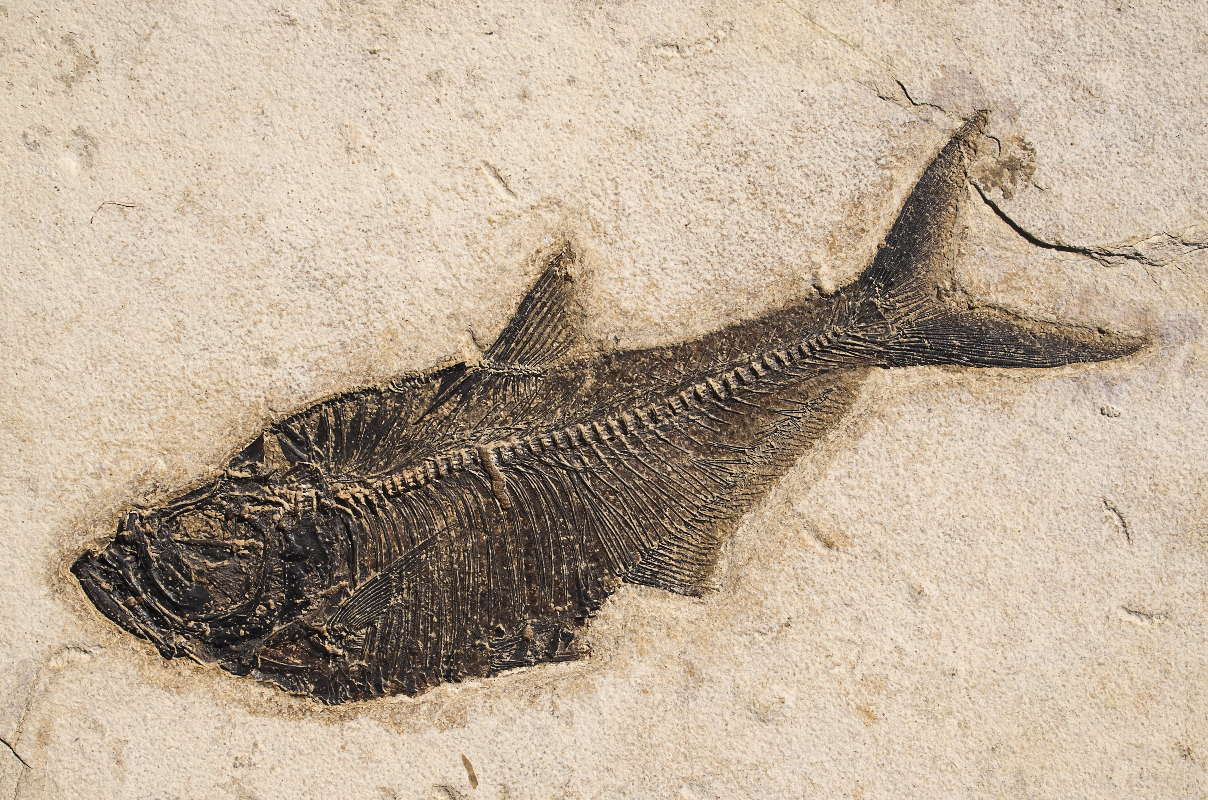 Diplomystus dentatus Green River Formation Wyoming