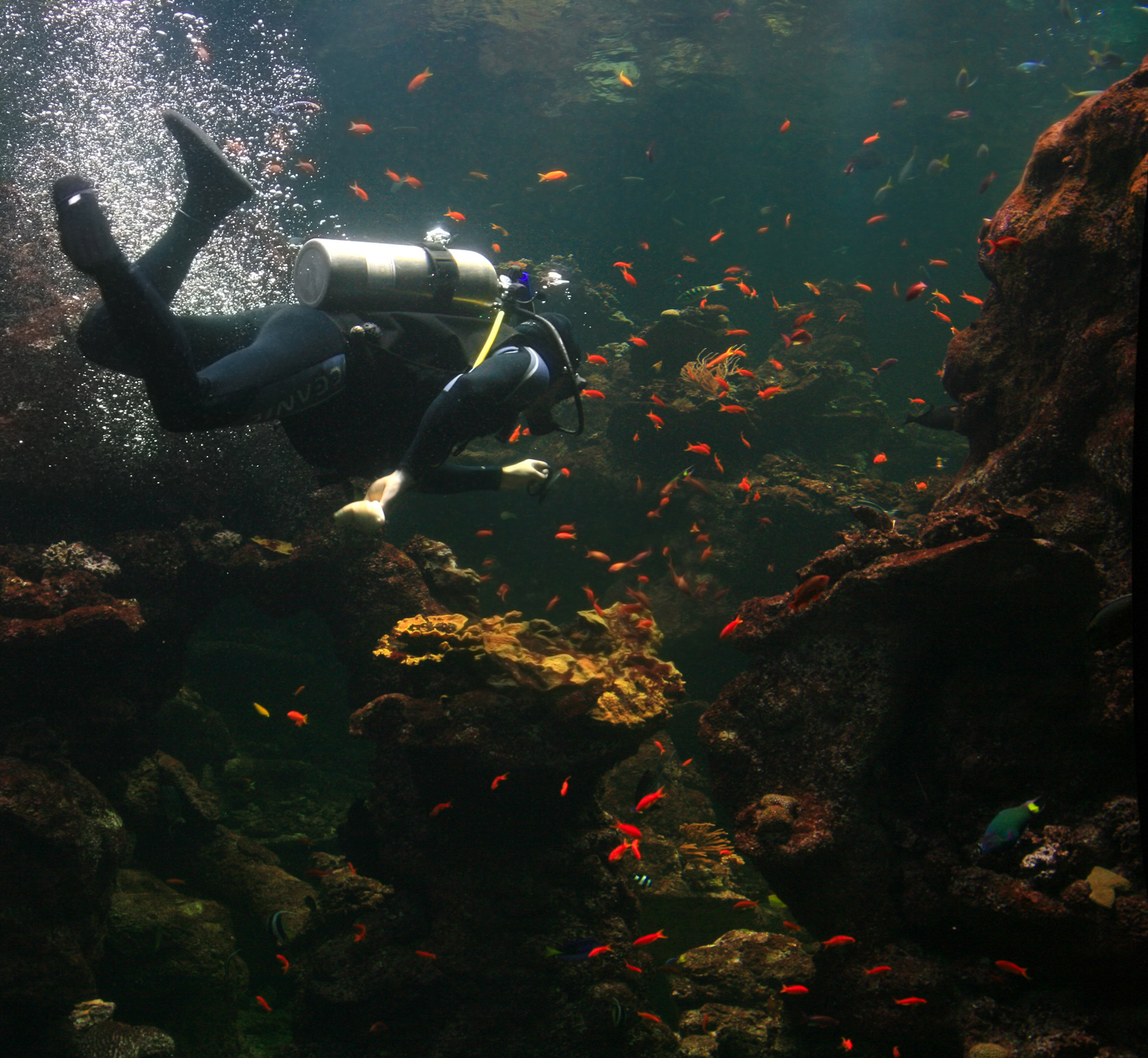 Diver is cleaning aquarium in California Academy of Sciences 1