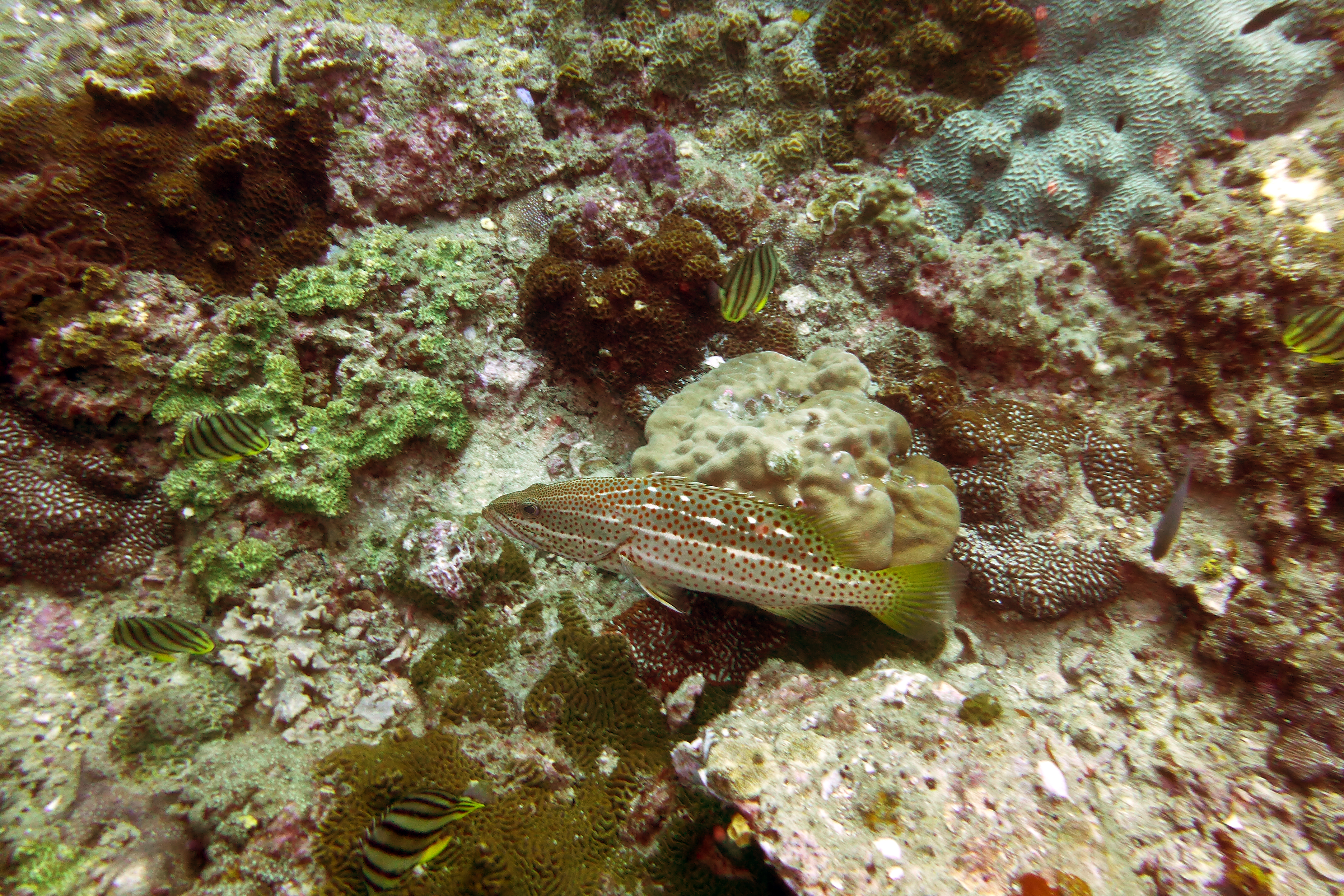 Diving Ko Tao, Thailand 1107