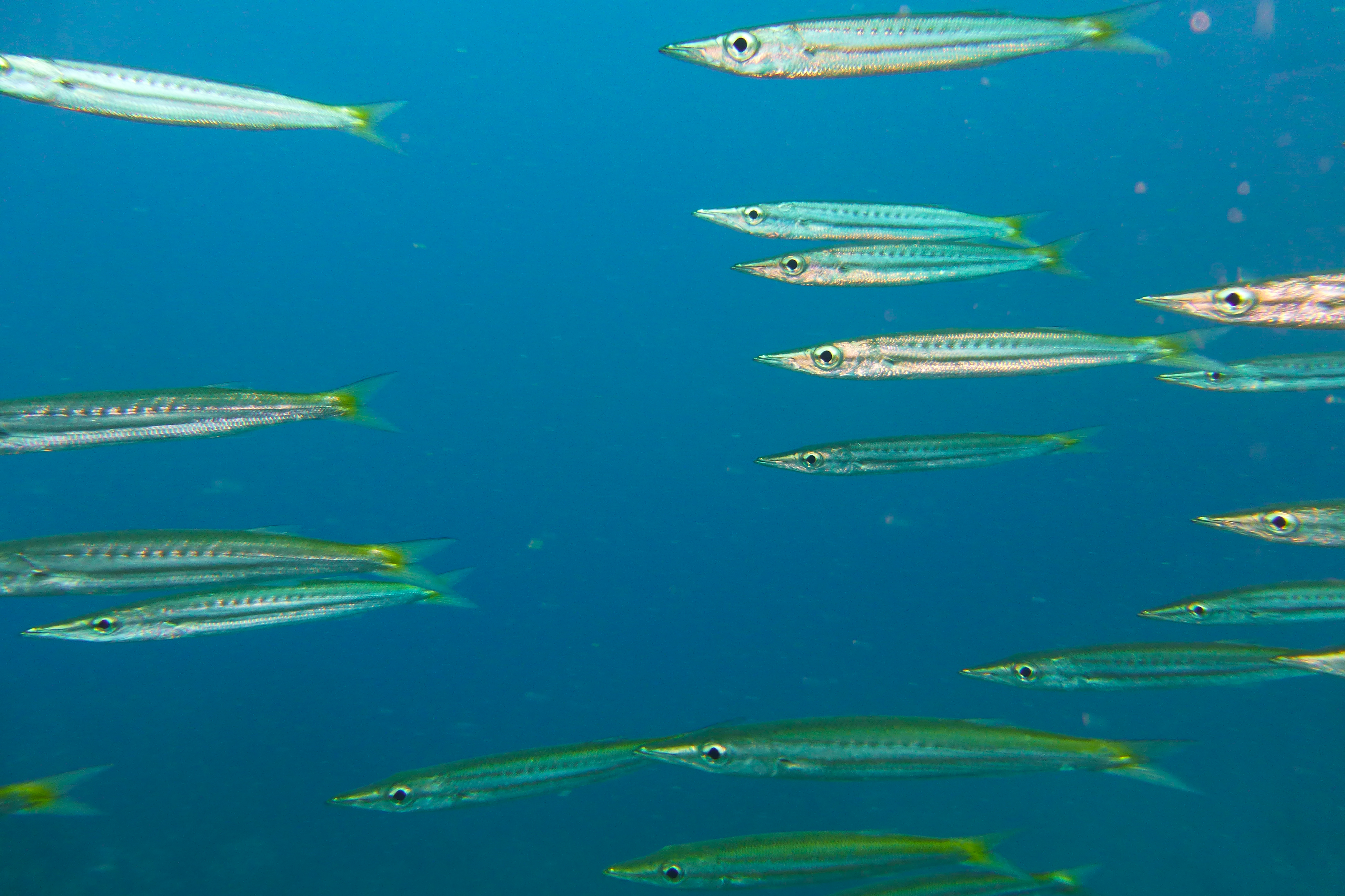 Diving Ko Tao, Thailand 1111