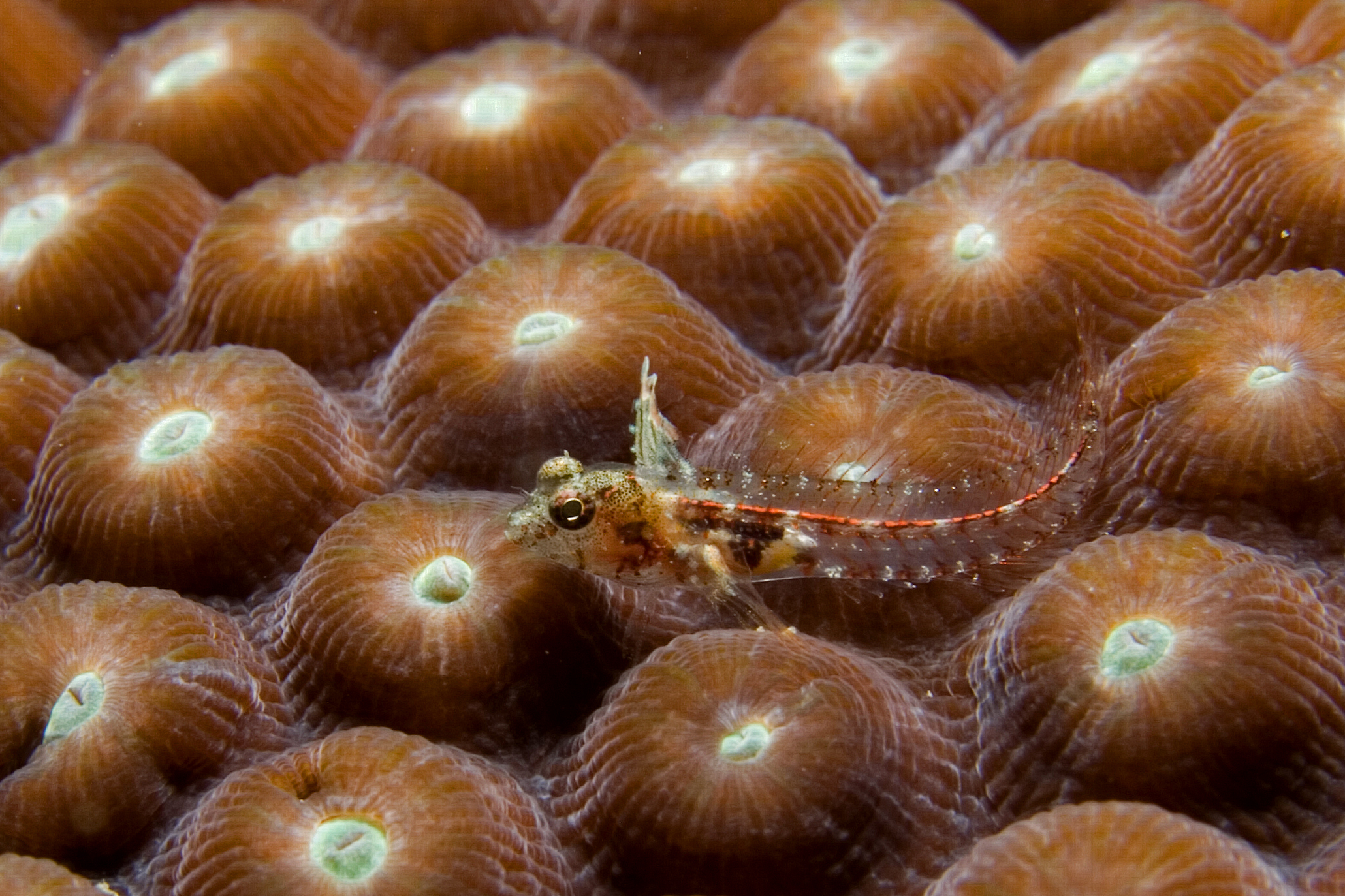 Emblemariopsis carib (Caribbean Flagfin Blenny) edit