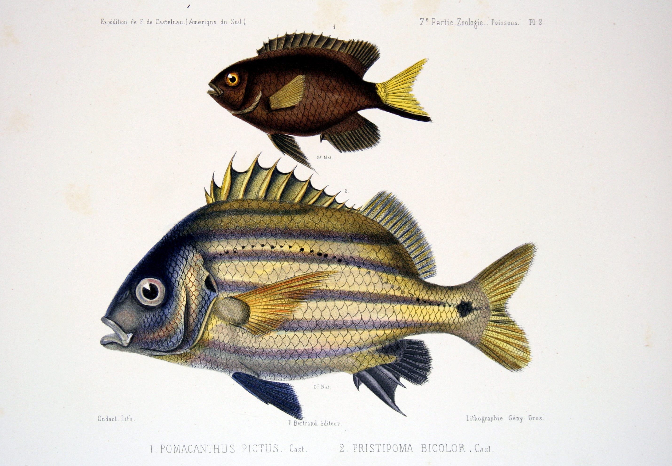 F de Castelnau-poissonsPl02