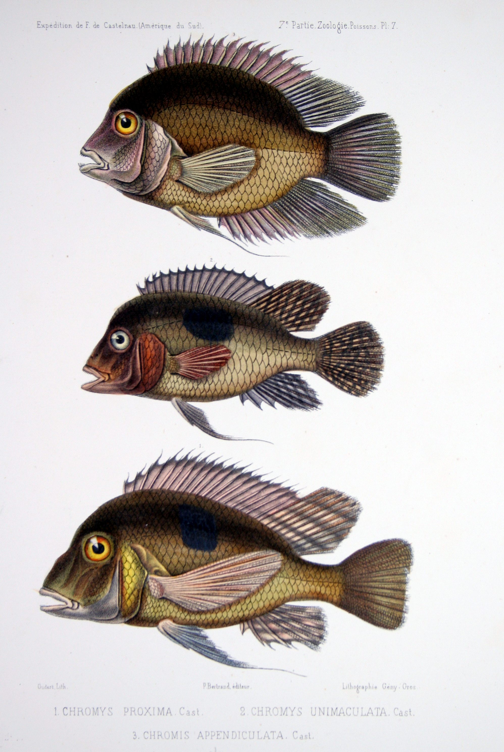 F de Castelnau-poissonsPl07