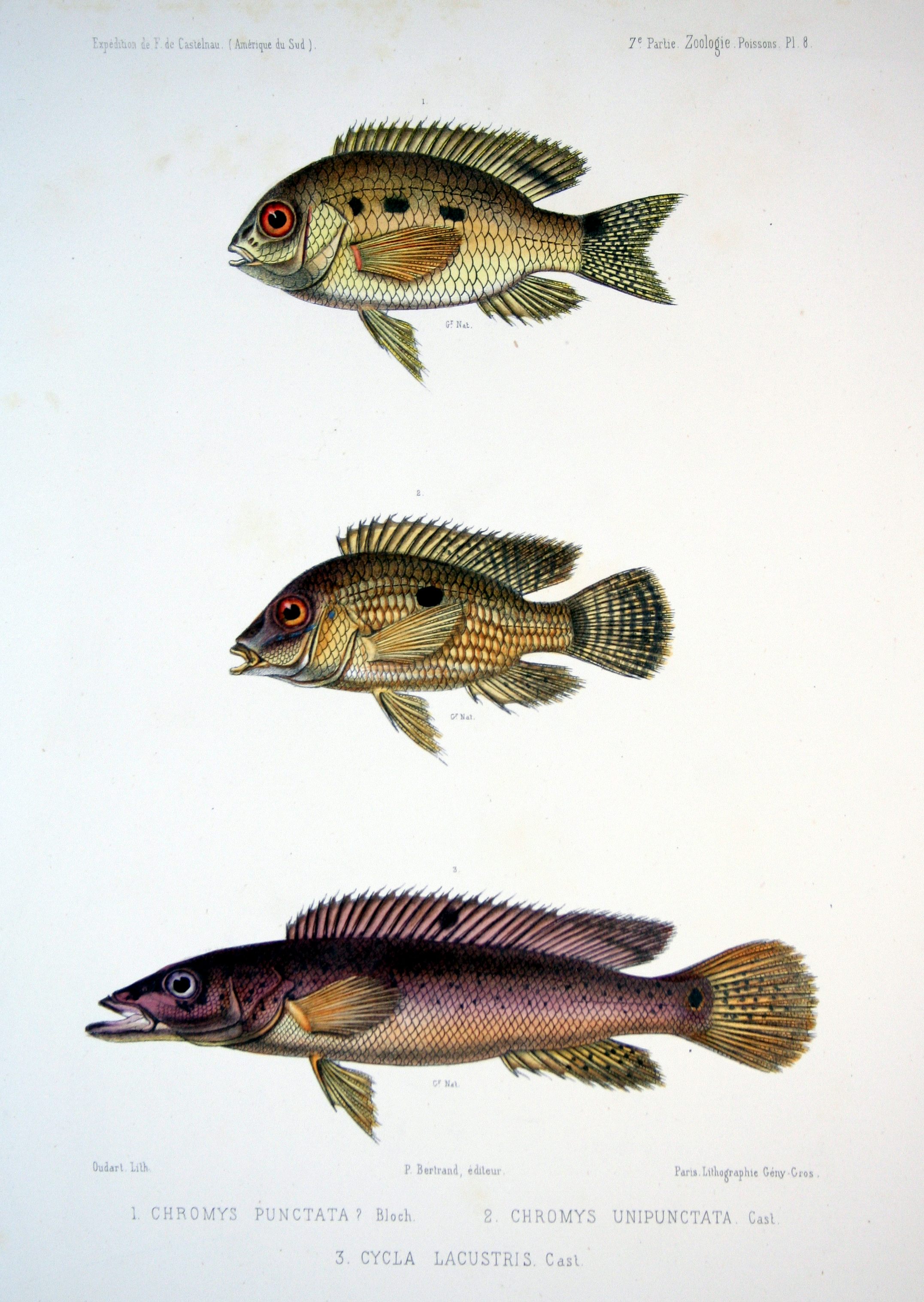 F de Castelnau-poissonsPl08