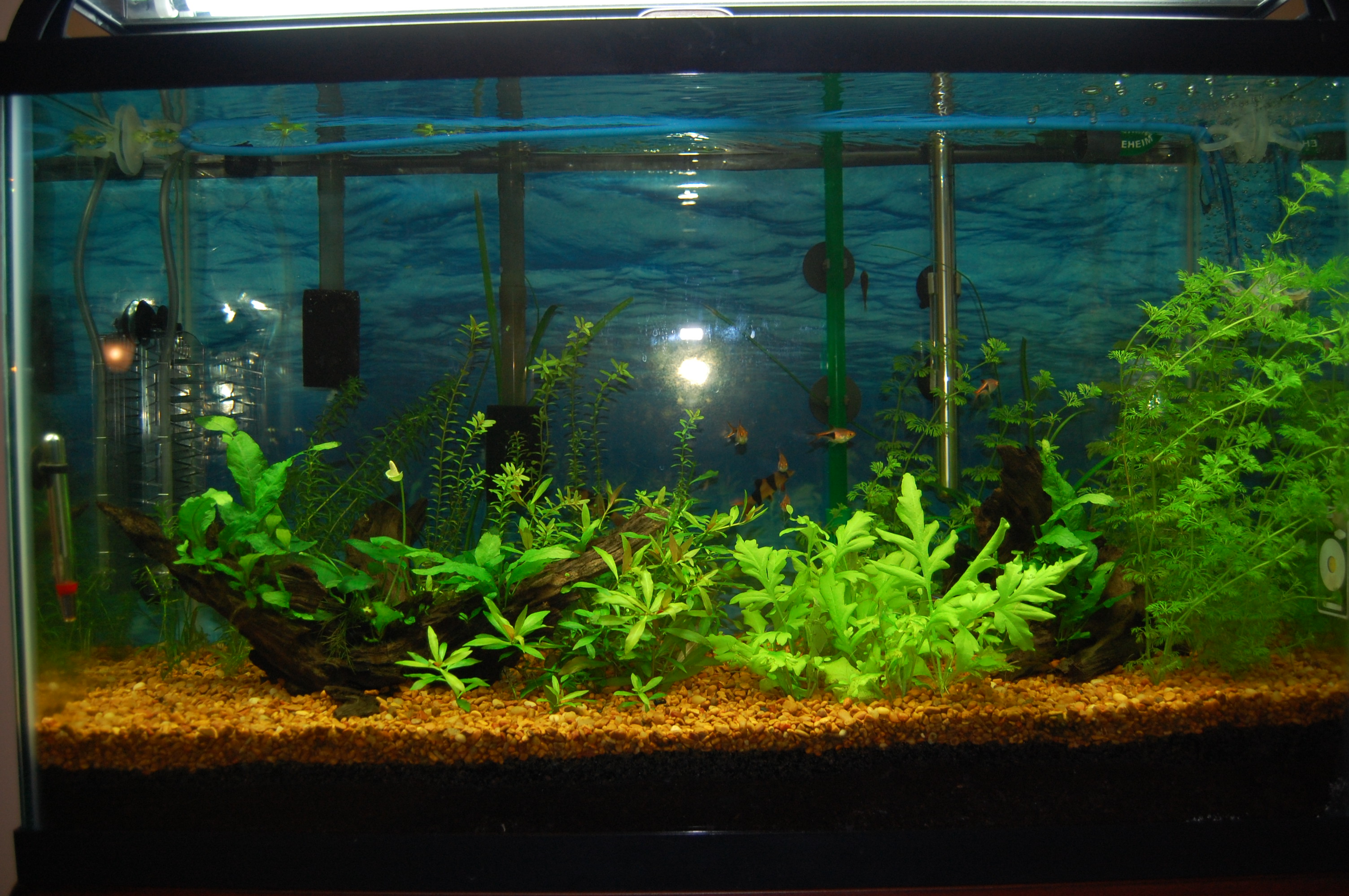 Fresh water aquarium 2013 01 20 7064