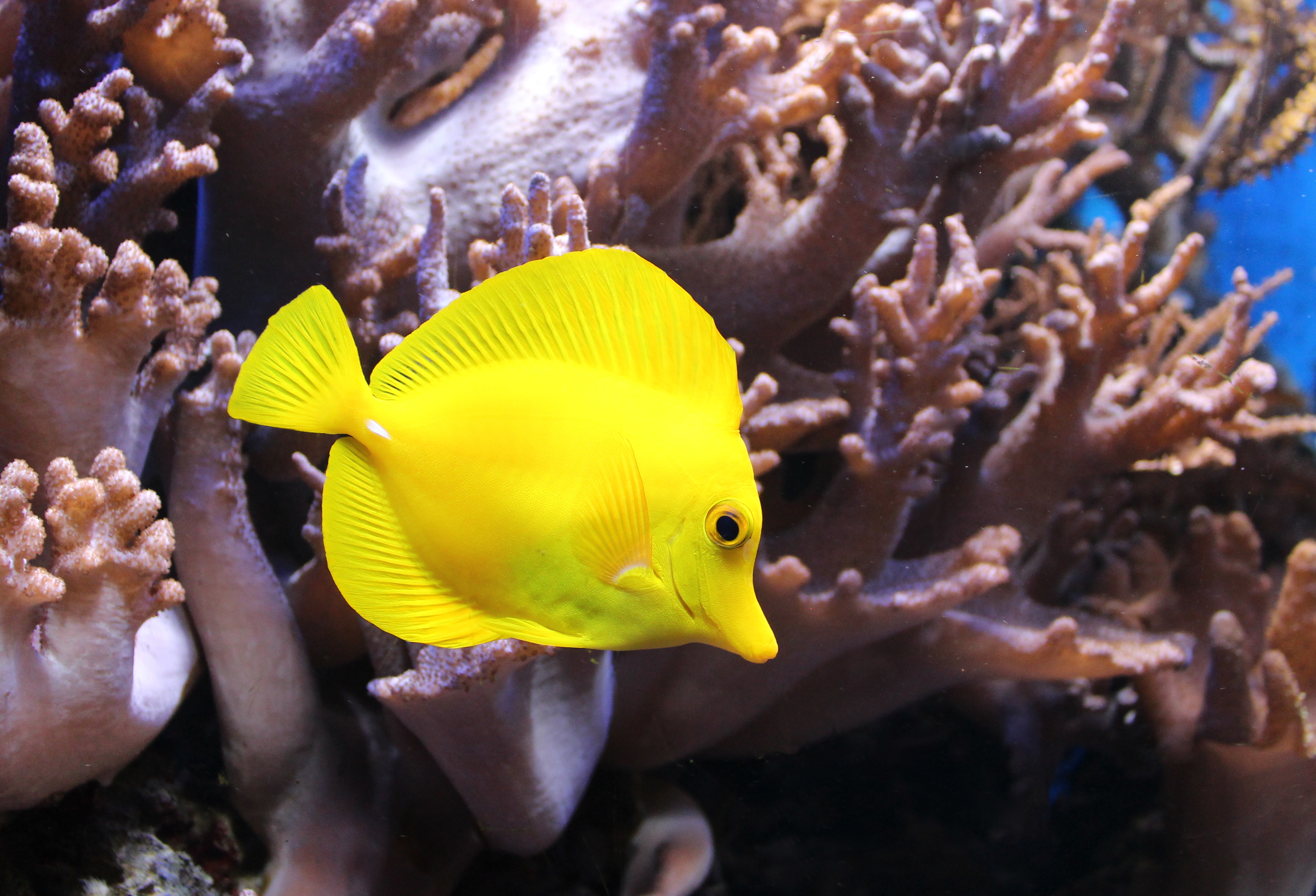 Gelbe Segelflossendoktor Zebrasoma flavescens