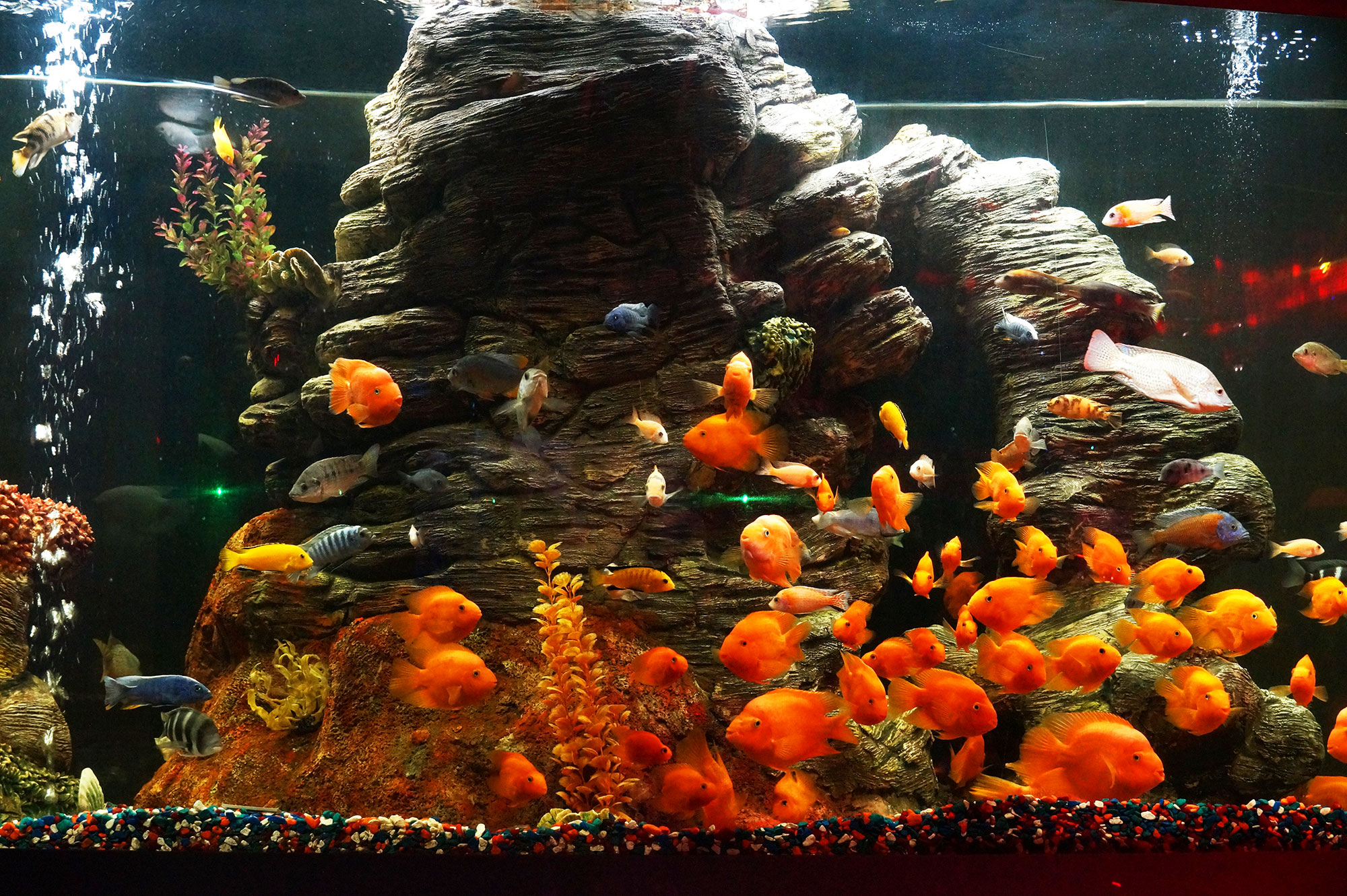 Gold fishes
