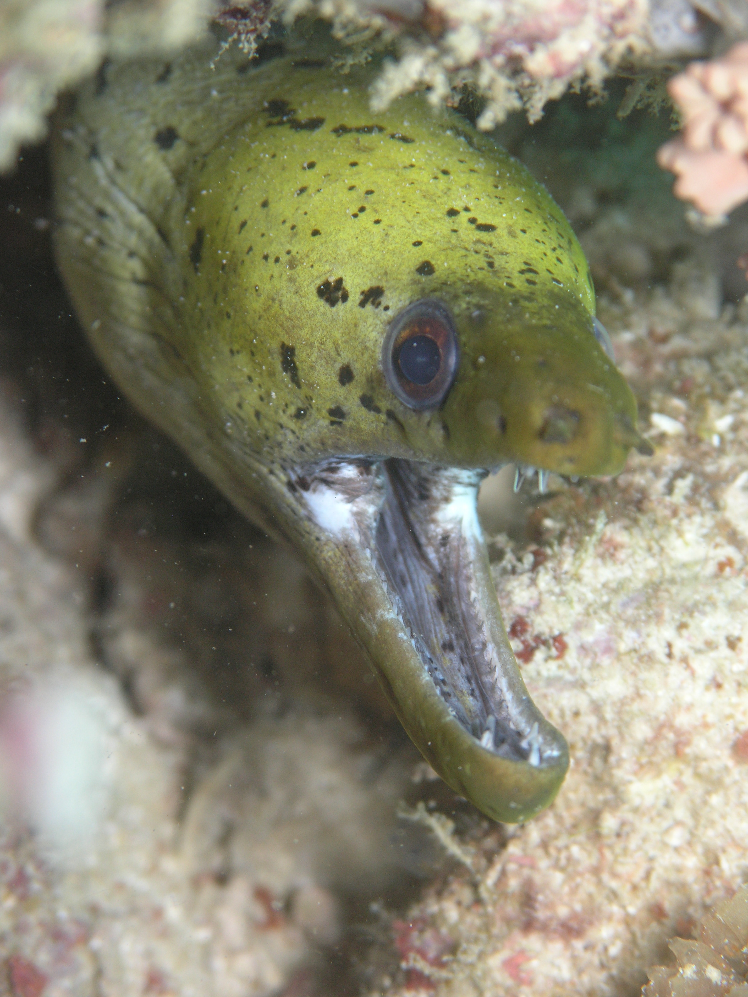 Gymnothorax fimbriatus