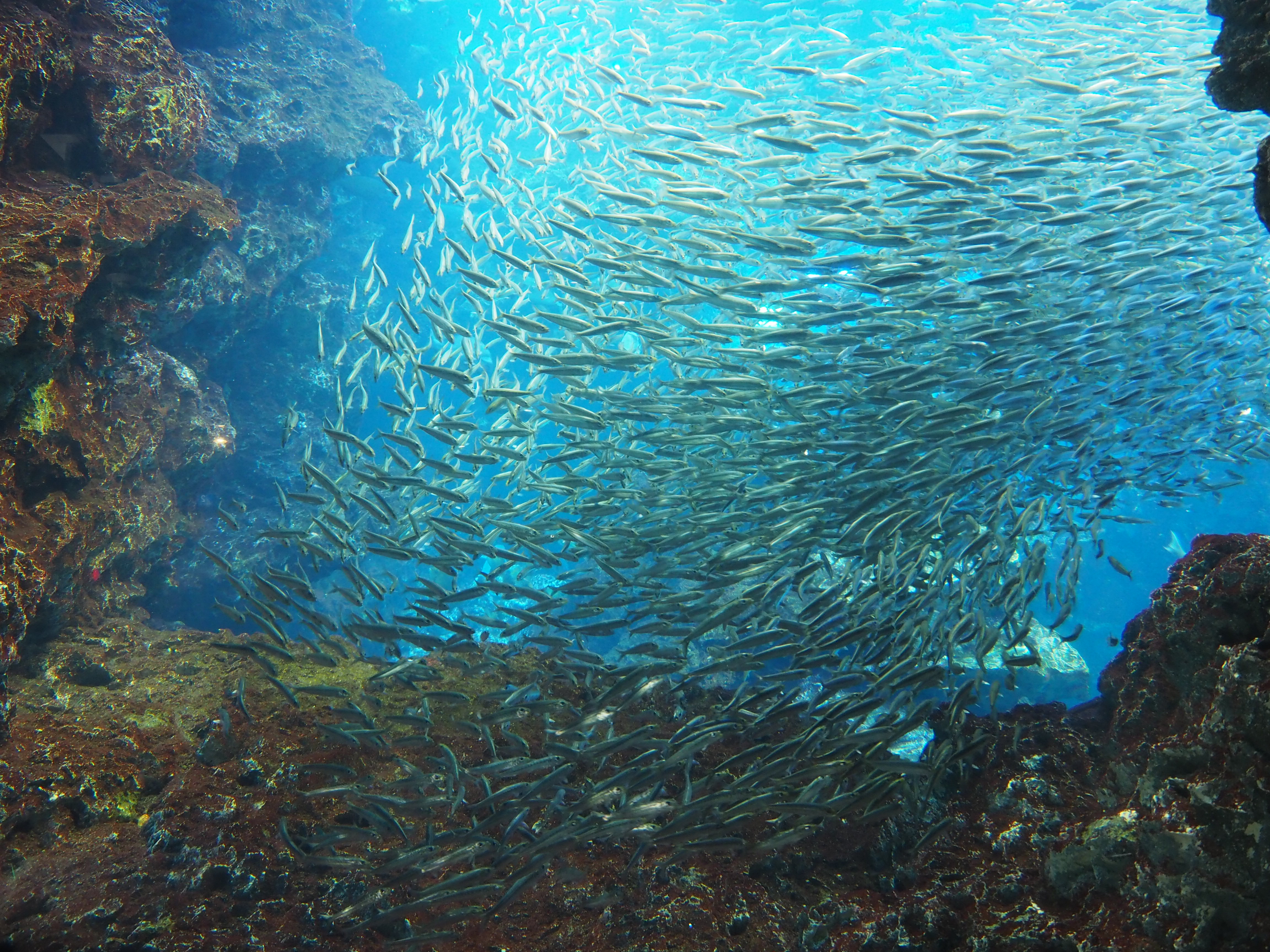 Kyoto Aquarium (24292703994)