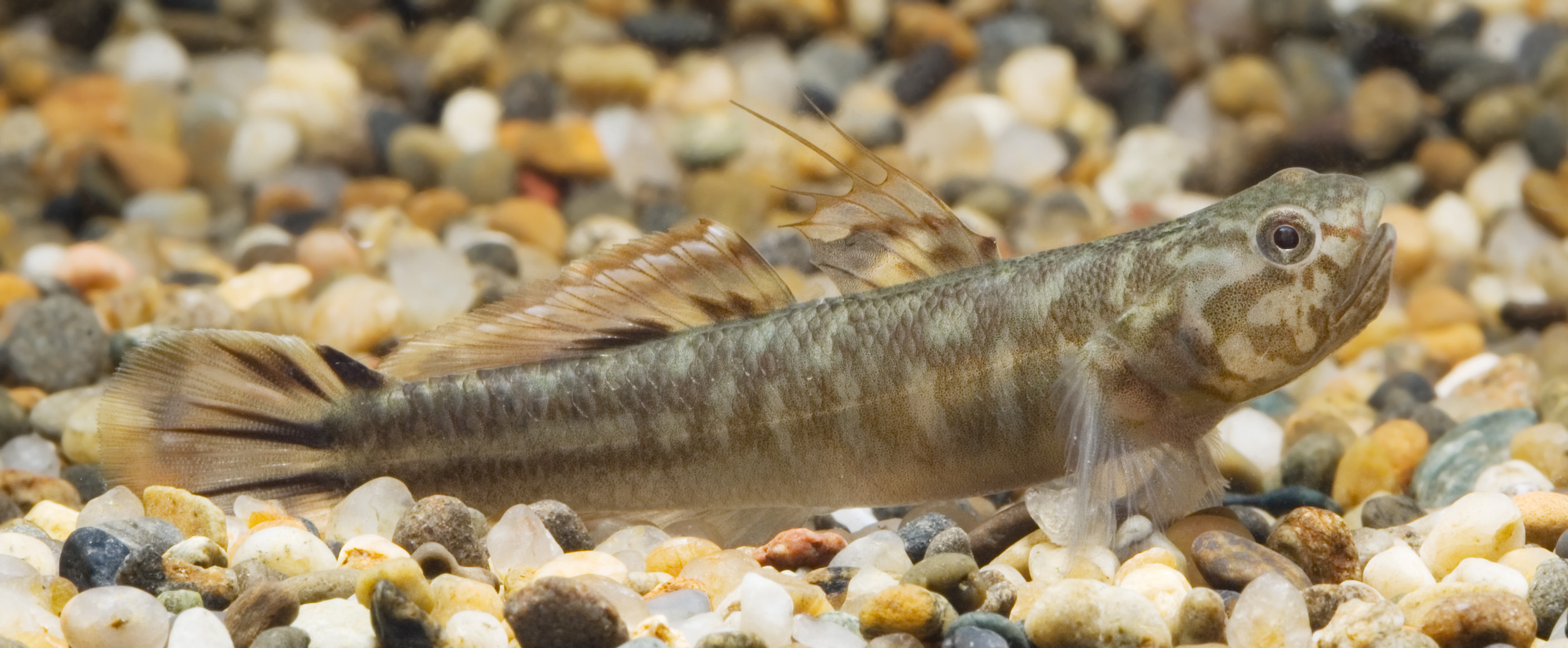 Mugilogobius abei (Shizuoka,Japan)