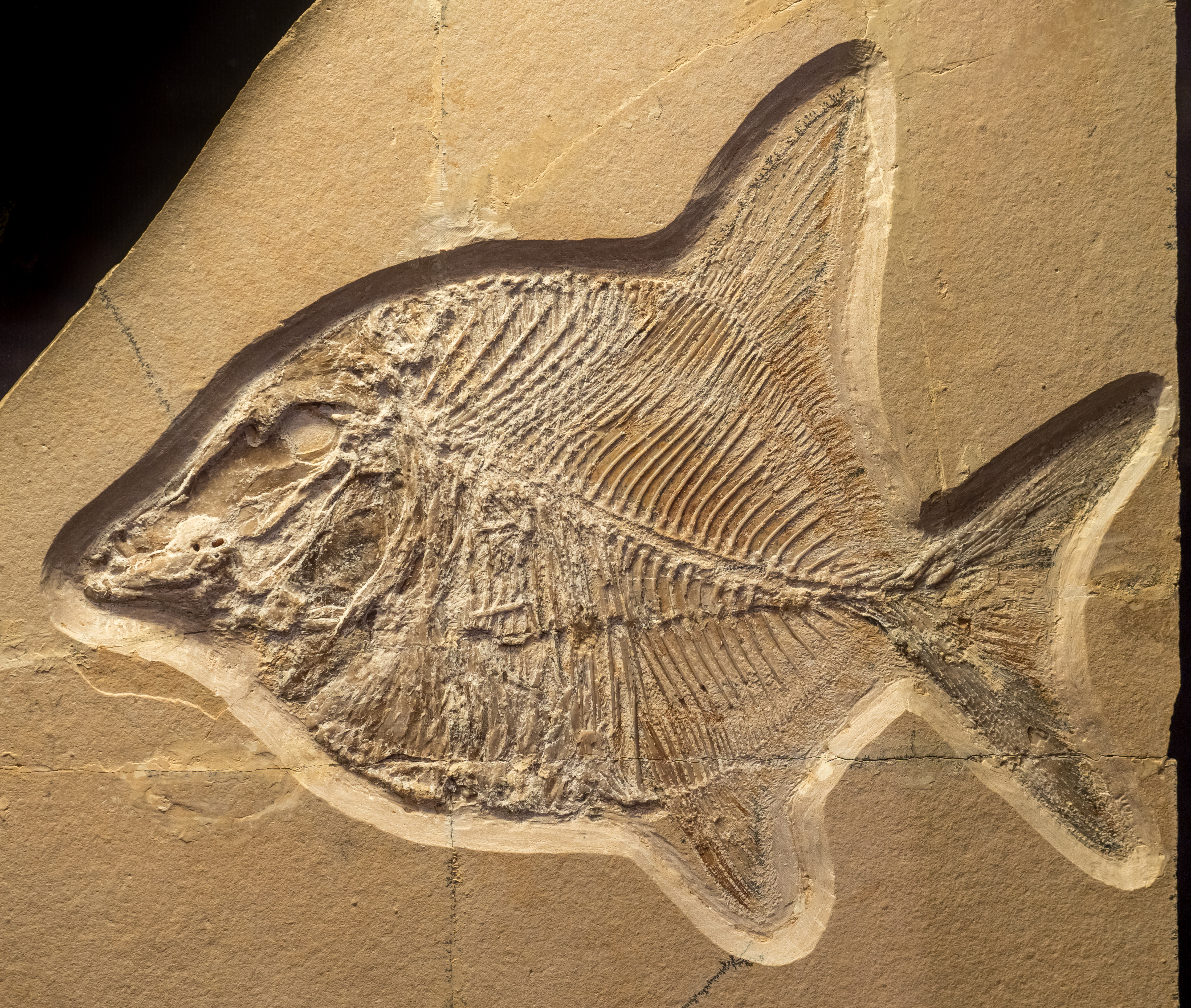Naturkundemuseum Bamberg Fisch 17RM1970