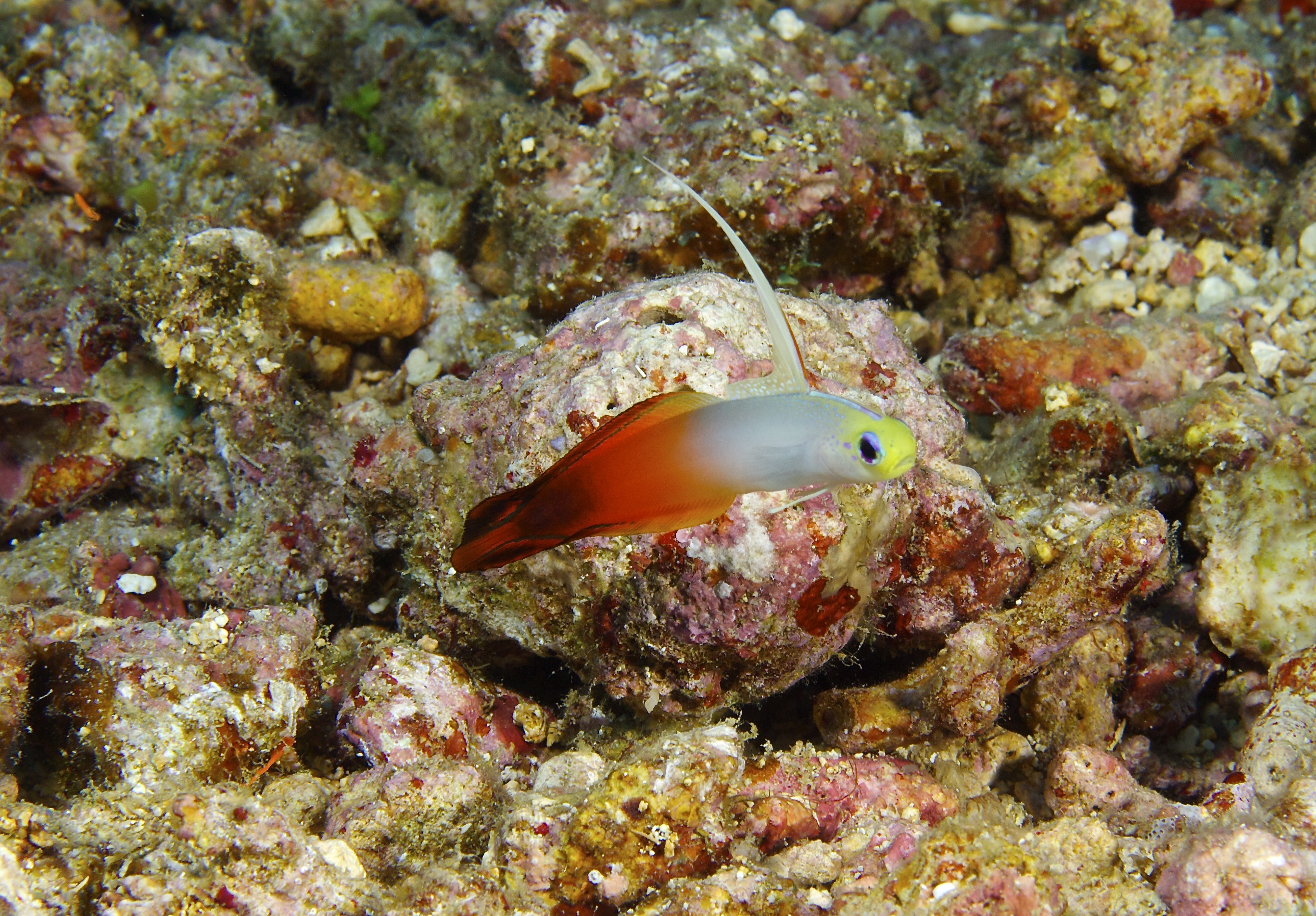 Nemateleotris magnifica Fire Dartfish by Nick Hobgood