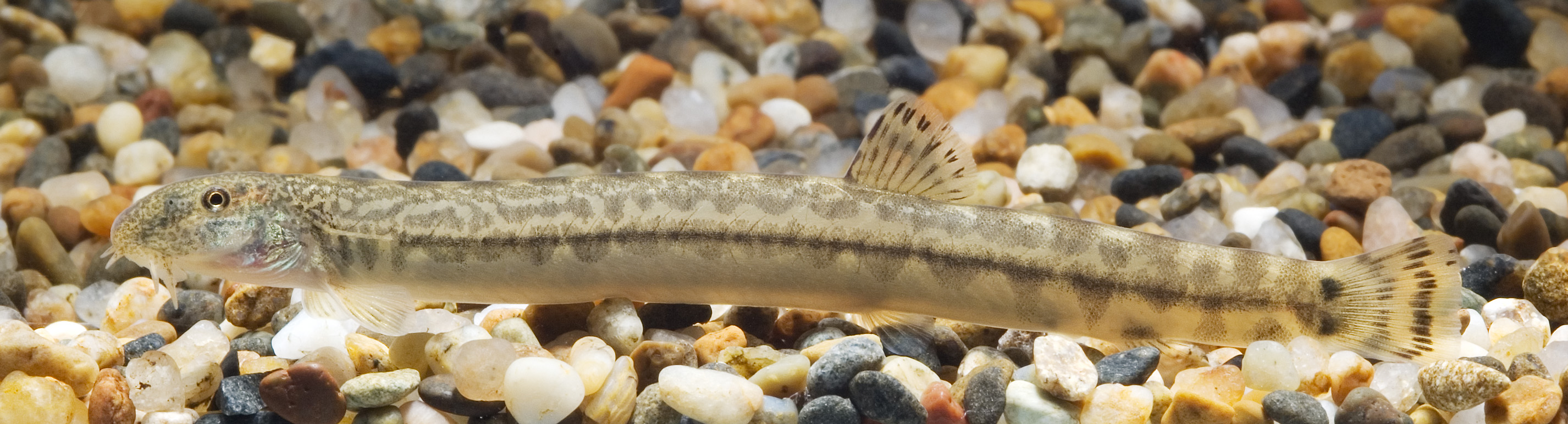Niwaella delicata (Shiga,Japan)