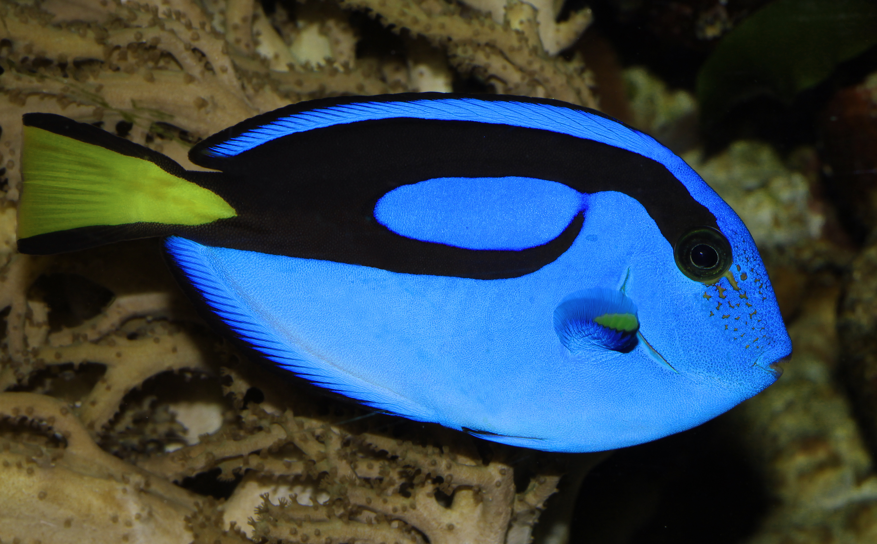 Paracanthurus-hepatus-paletten-doktorfisch