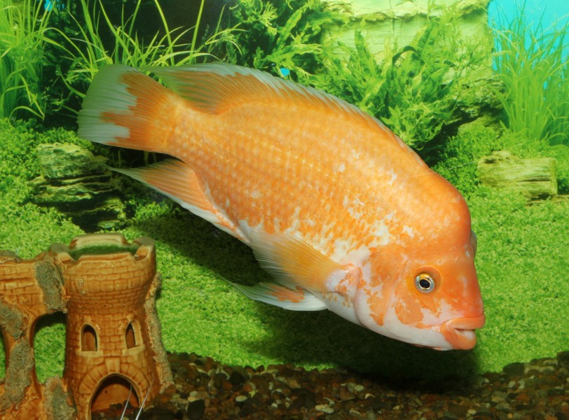 Amphilophus citrinellus 2015 G3