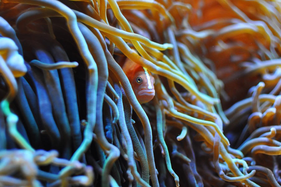 Amphiprion sandaracinos on Heteractis crispa