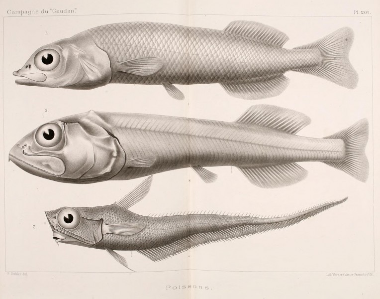Annales de l'Université de Lyon (Pl. XXVI) BHL42102523