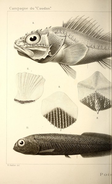 Annales de l'Université de Lyon (Pl. XXVII) BHL42102526