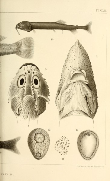 Annales de l'Université de Lyon (Pl. XXVII) BHL42102527