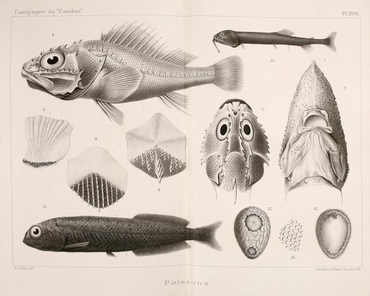 Annales de l'Université de Lyon (Pl. XXVII) BHL42102529