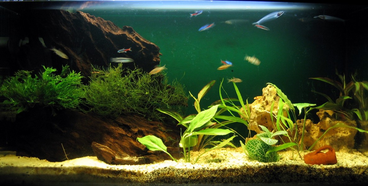 Aquariumsimple