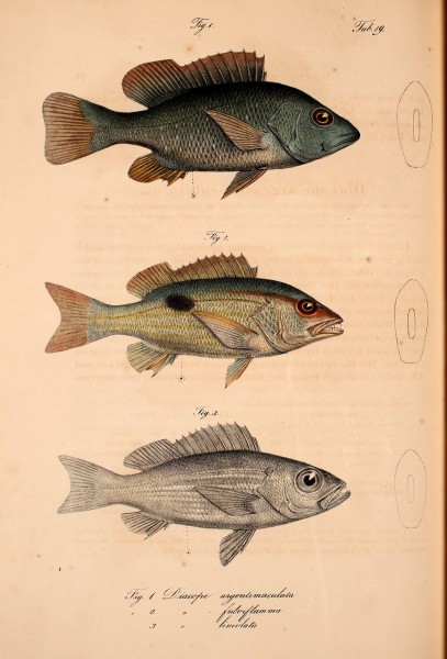 Atlas zu der Reise im nördlichen Afrika (Taf. 19 Fig.1-3) BHL37141052