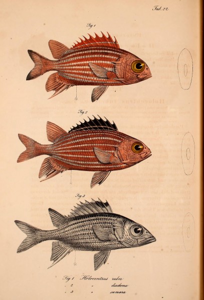 Atlas zu der Reise im nördlichen Afrika (Taf. 22 Fig.1-3) BHL37141070