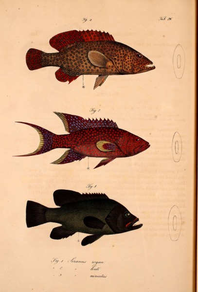 Atlas zu der Reise im nördlichen Afrika (Taf. 26 Fig.1-3) BHL37141100